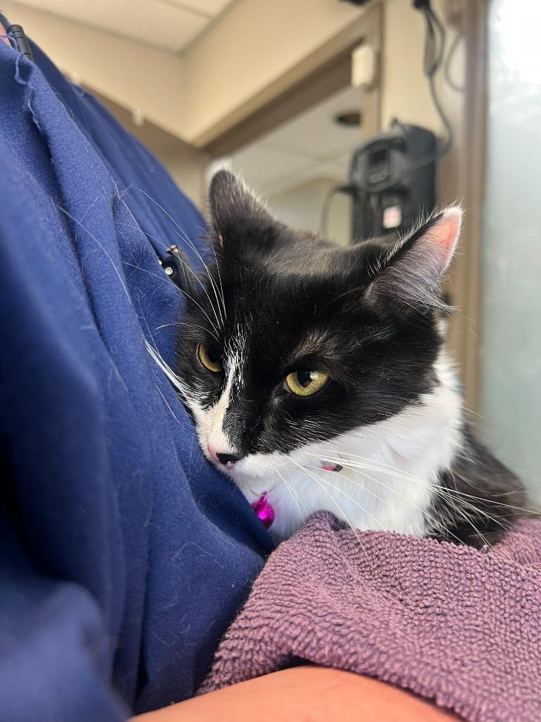Brooke, Adoptable, Young Female Domestic Long Hair.