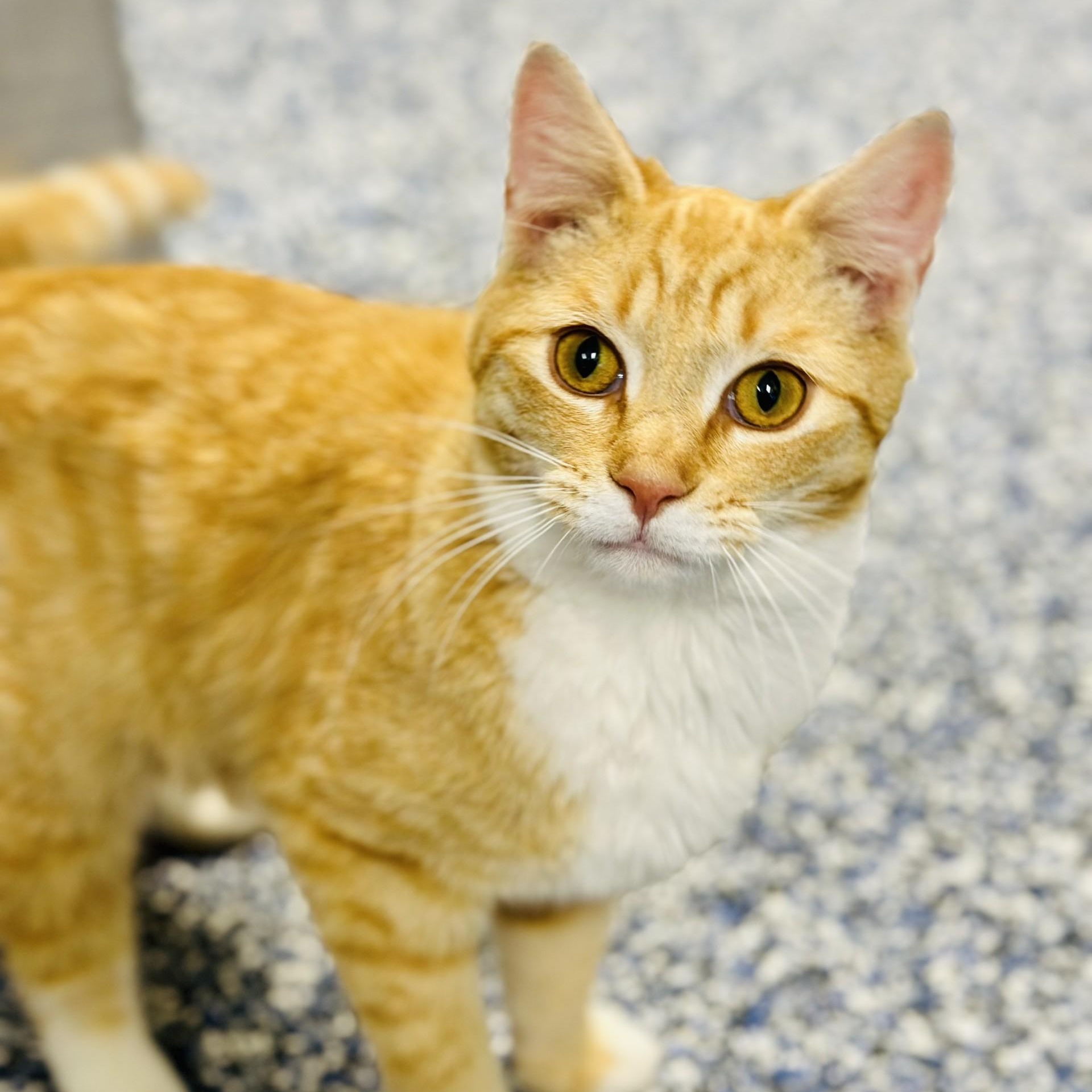 Mac , adopted, Young Male Domestic Short Hair.