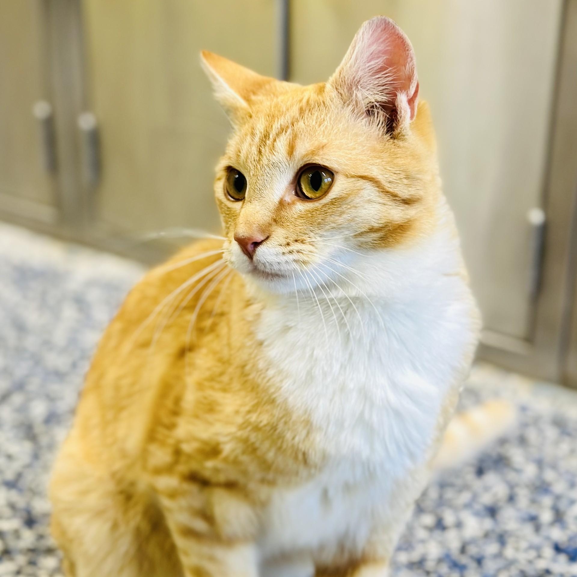 Enlarge Mac , an adopted Domestic Short Hair in Jackson, NJ image 3/3