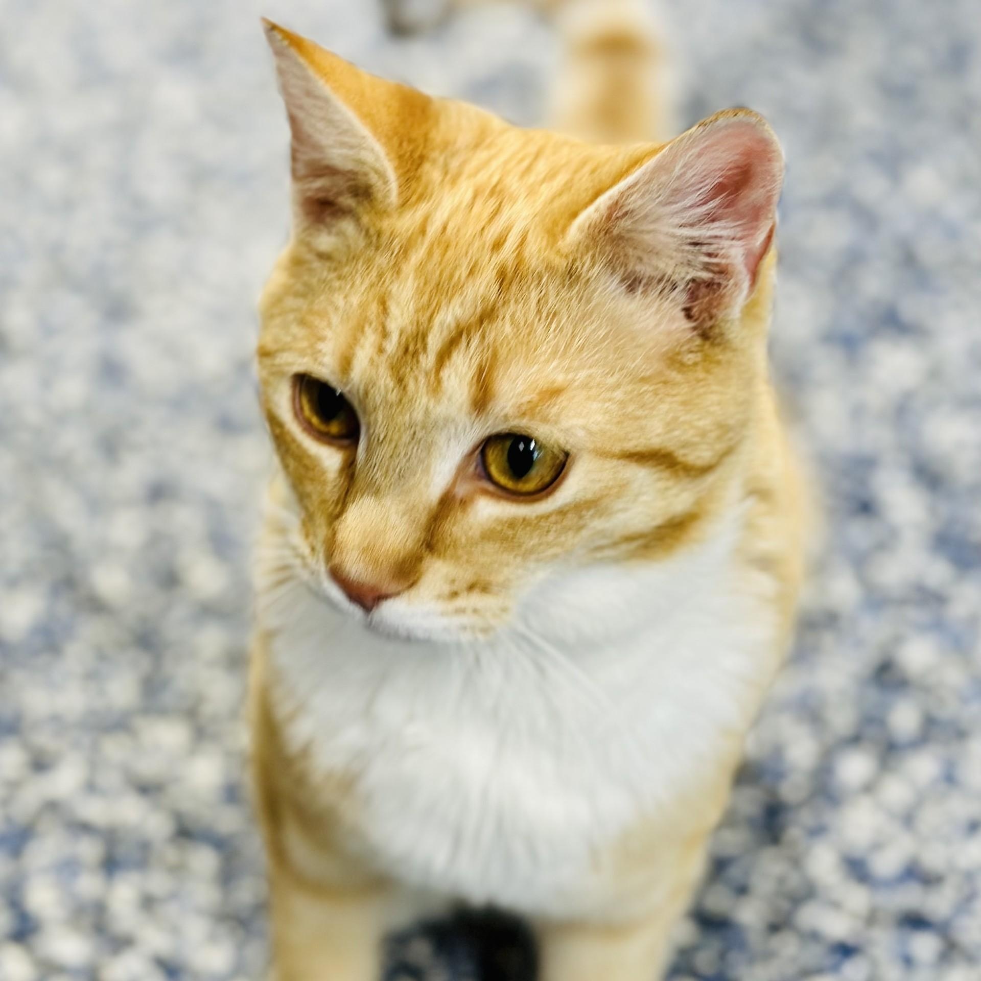 Enlarge Mac , an adopted Domestic Short Hair in Jackson, NJ image 2/3