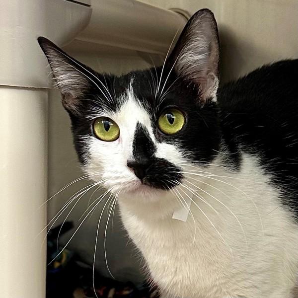 Enlarge Astra, a Adoptable mixed breed in Walnut Creek, CA image 1/1