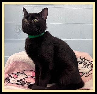 Enlarge ISAAC, a Adoptable Domestic Short Hair in Peoria, IL image 1/1