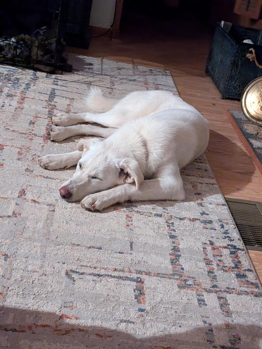 Sasha, Adoptable, Adult Female Shepherd & Husky.