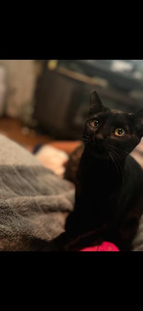 Bagherra, Adoptable, Kitten Female Domestic Short Hair.