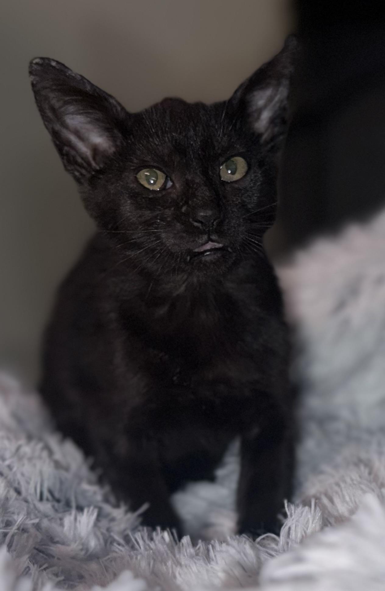 Bagherra, Young Male Domestic Short Hair