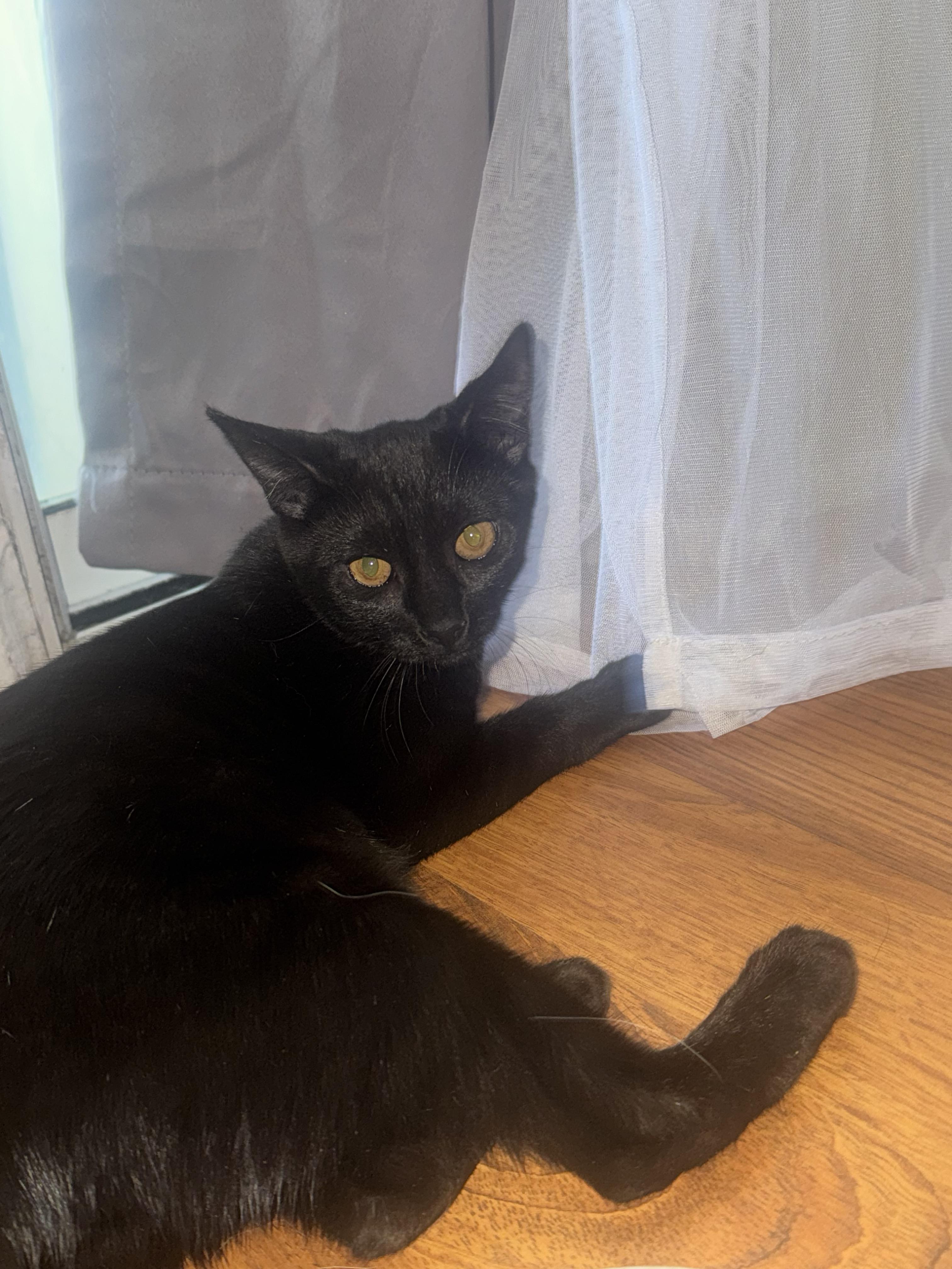 Enlarge Bagherra, a Adoptable Domestic Short Hair in Lodi, CA image 3/5