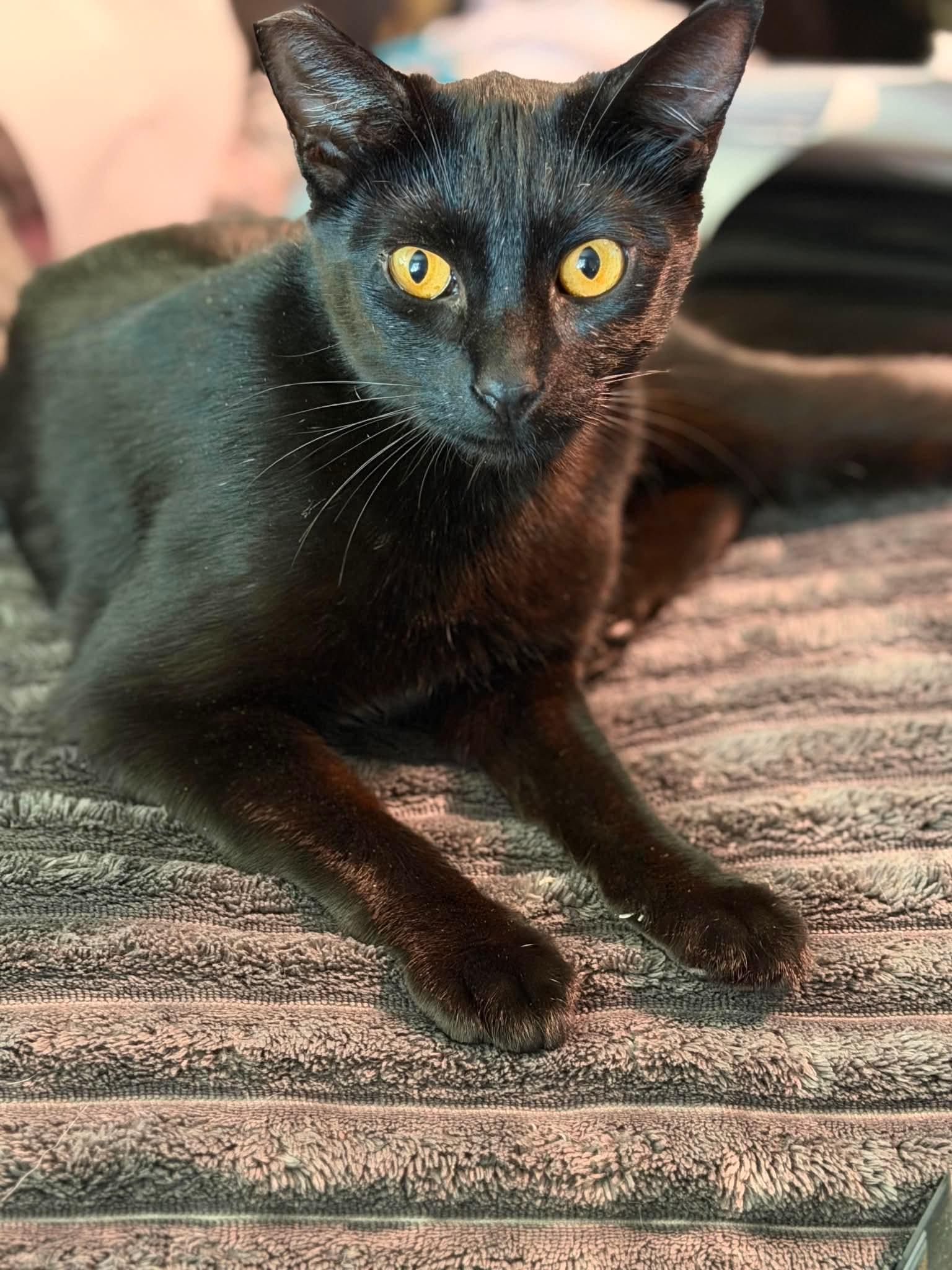 Bagherra, a Adoptable Domestic Short Hair in Lodi, CA image 1/5