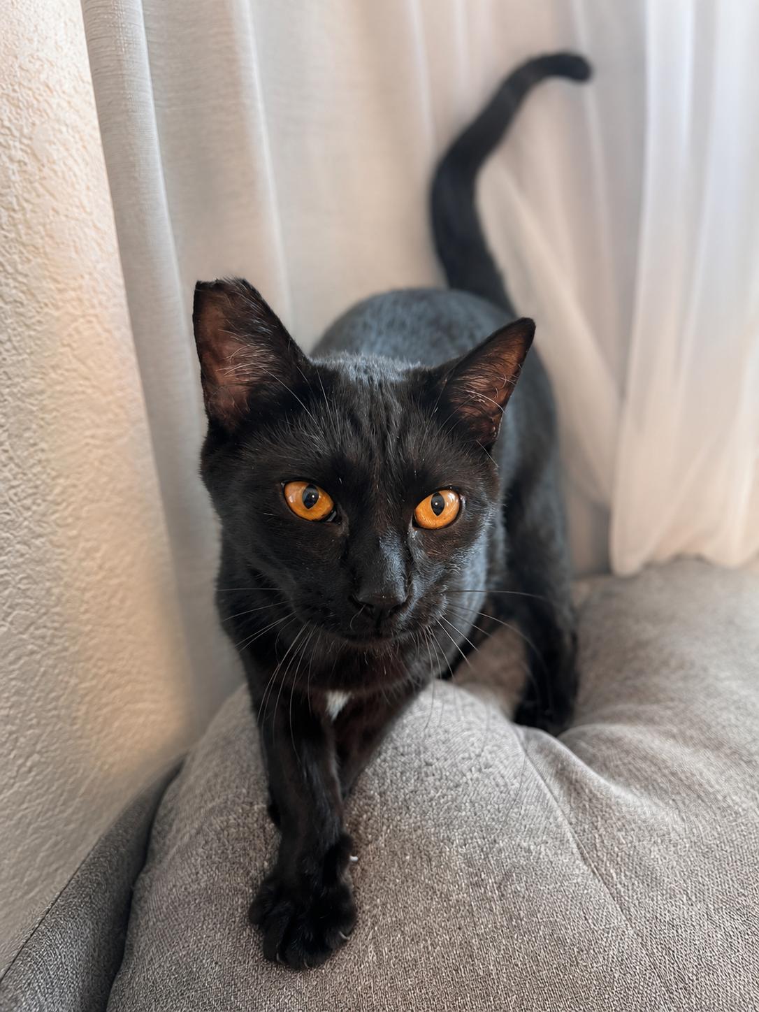 Bagherra, Adoptable, Kitten Female Domestic Short Hair.