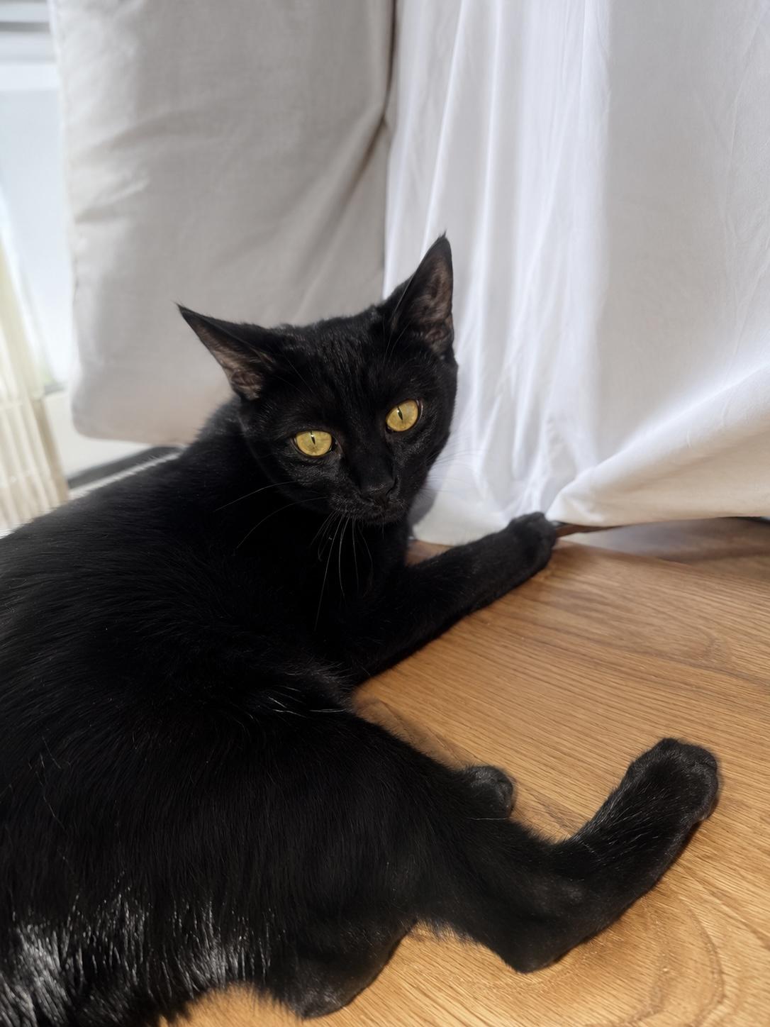 Bagherra, a Adoptable Domestic Short Hair in Lodi, CA image 2/4