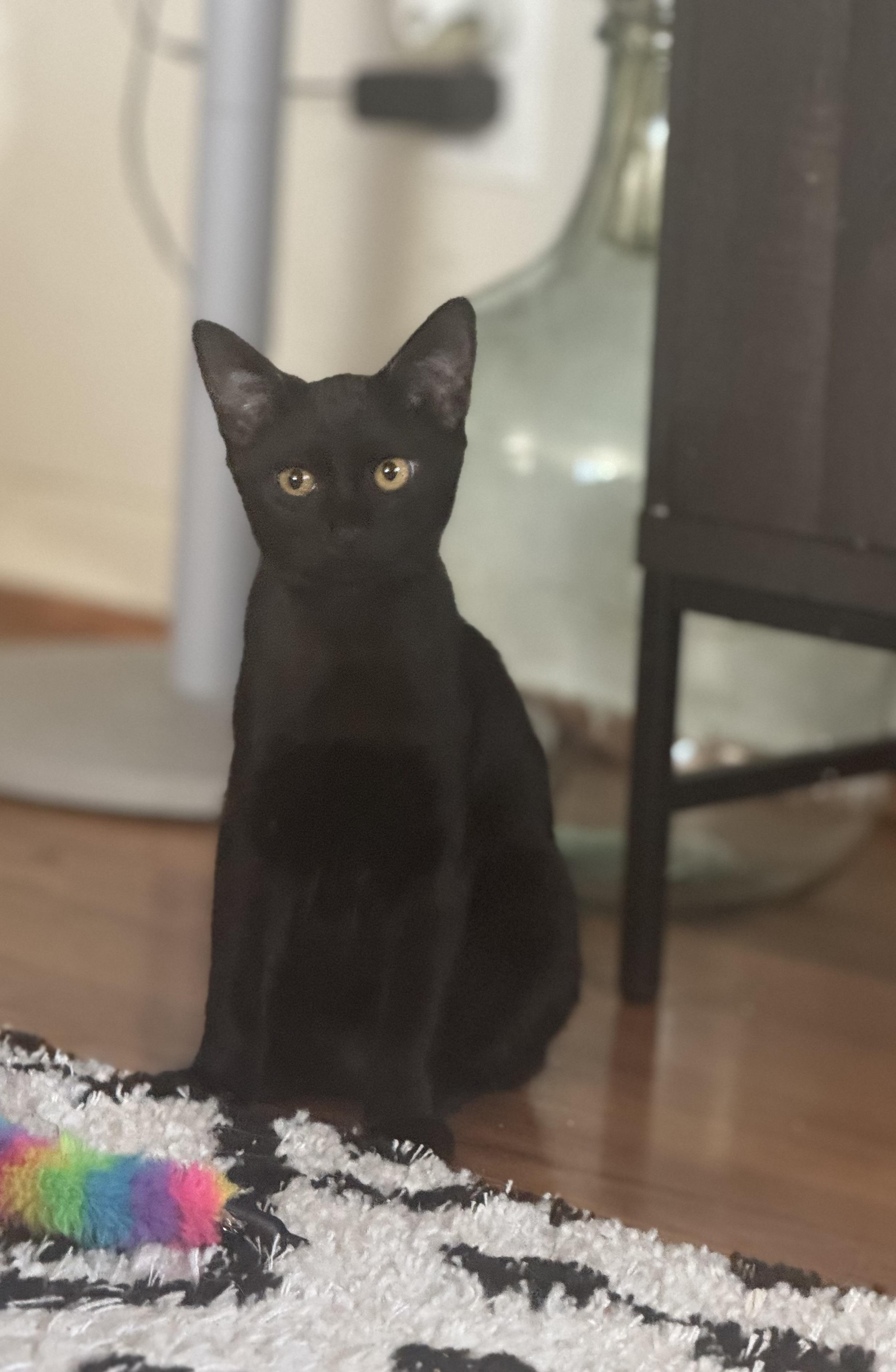 Enlarge Bagherra, a Adoptable Domestic Short Hair in Lodi, CA image 2/5