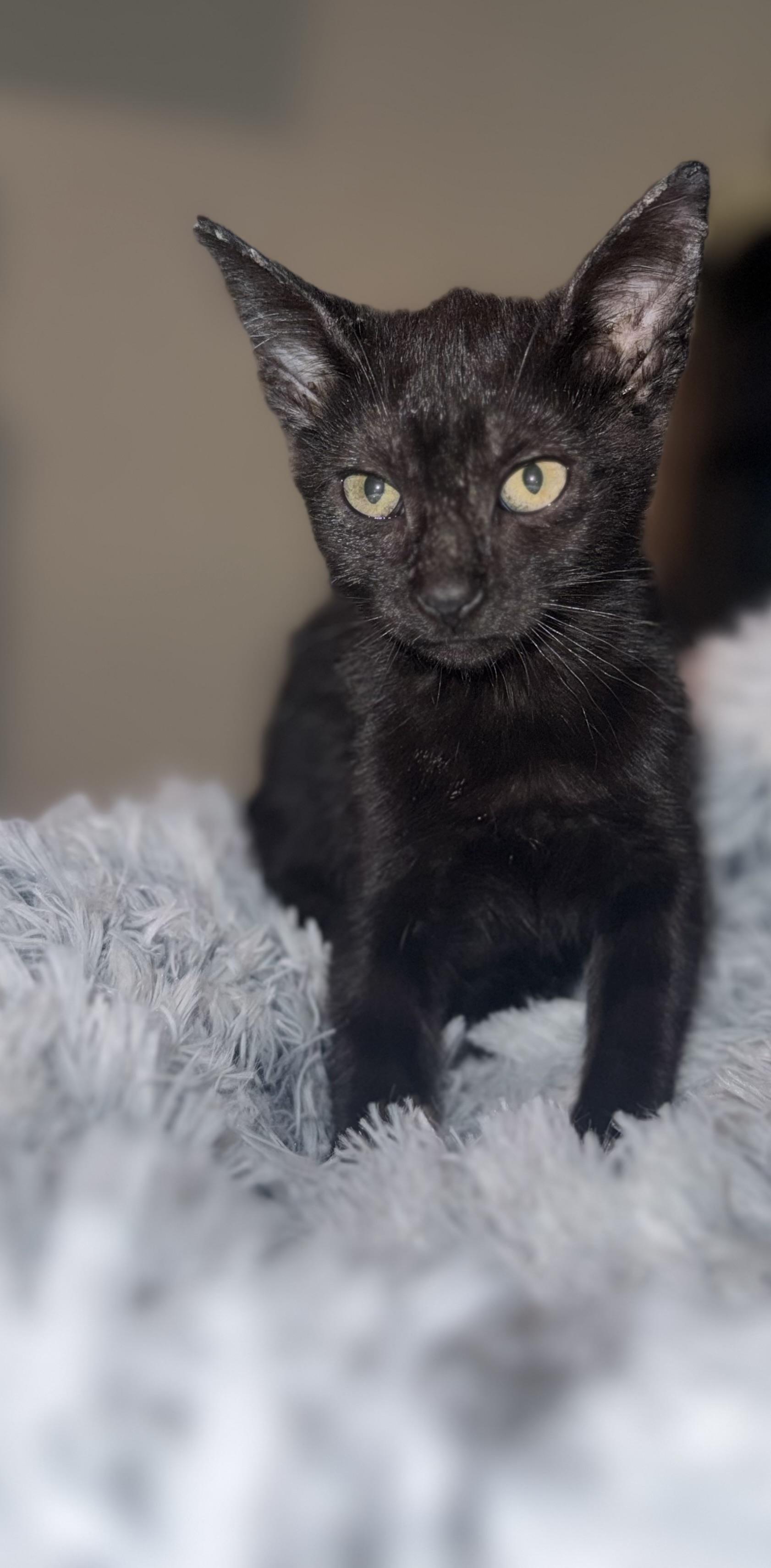 Enlarge Bagherra, a Adoptable Domestic Short Hair in Lodi, CA image 5/5