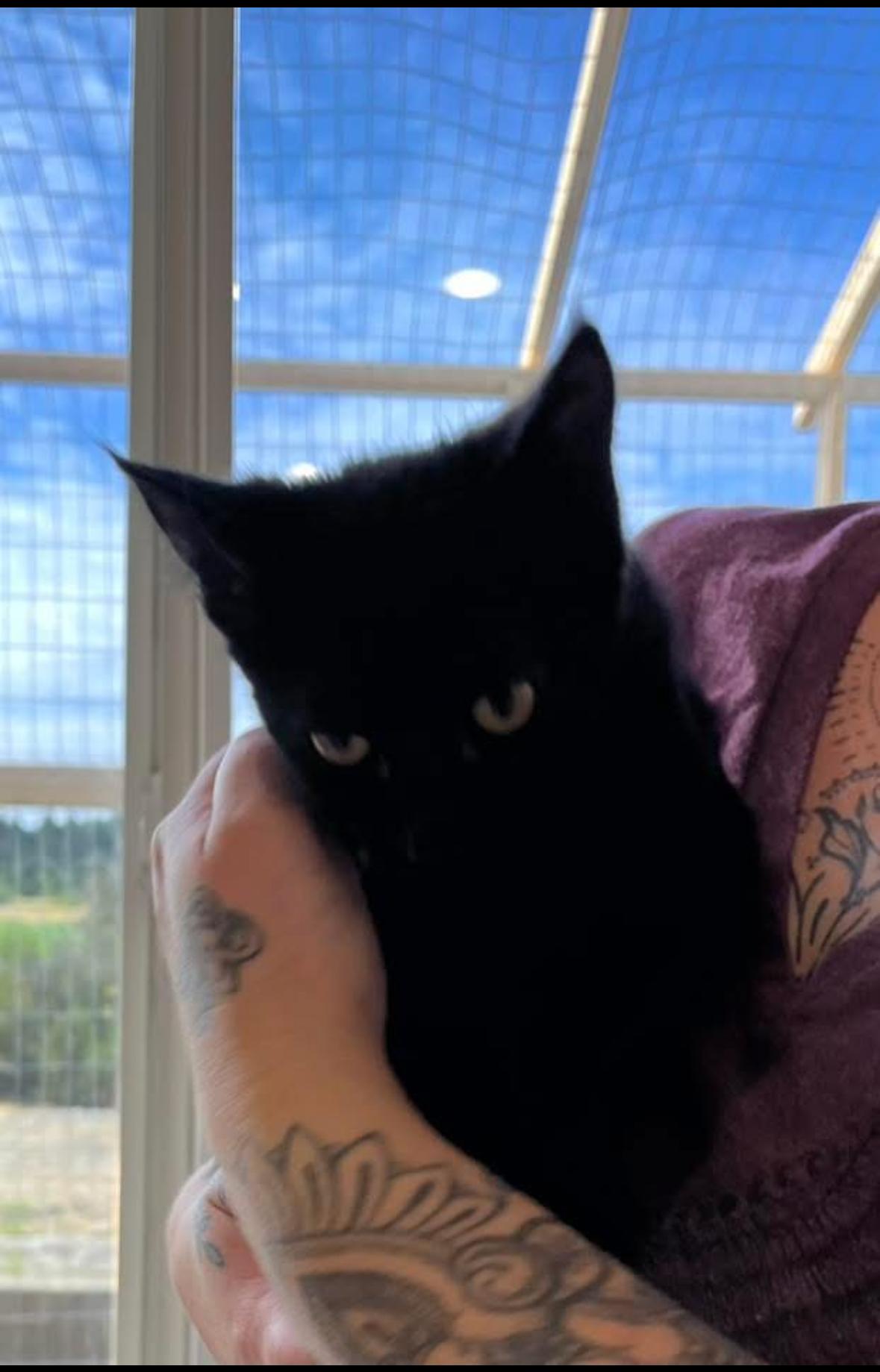 Willa, a Adoptable Domestic Short Hair in Courtenay, BC image 4/6