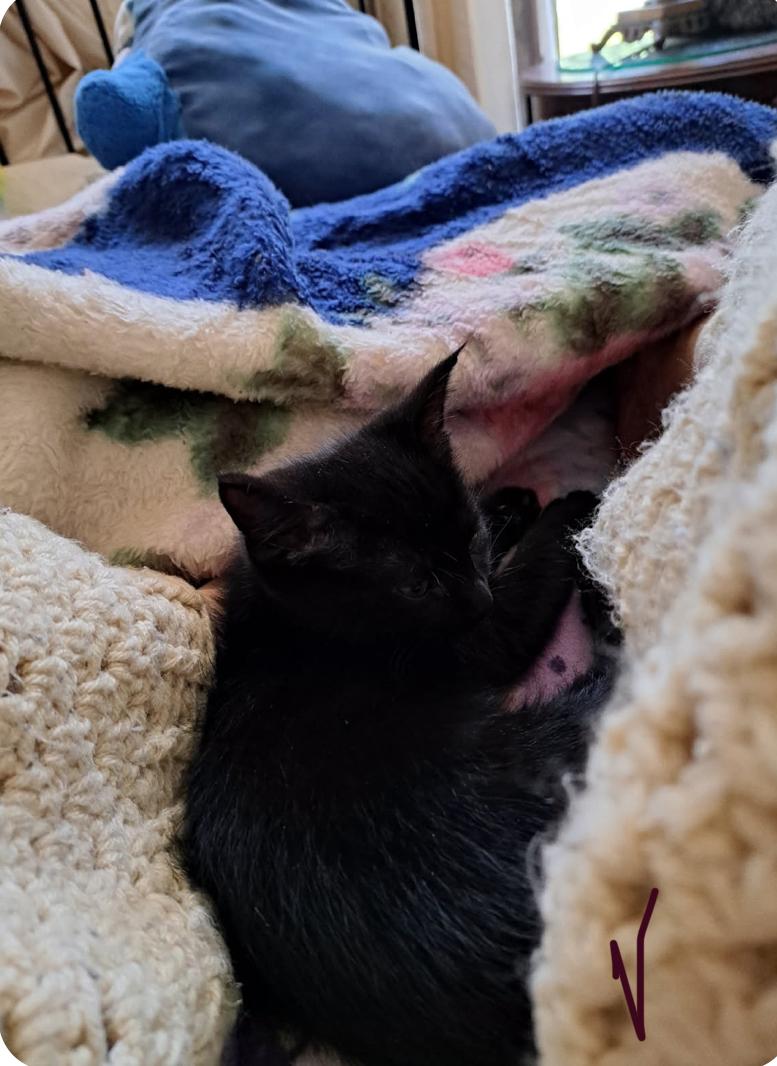 Willa, a Adoptable Domestic Short Hair in Courtenay, BC image 3/6