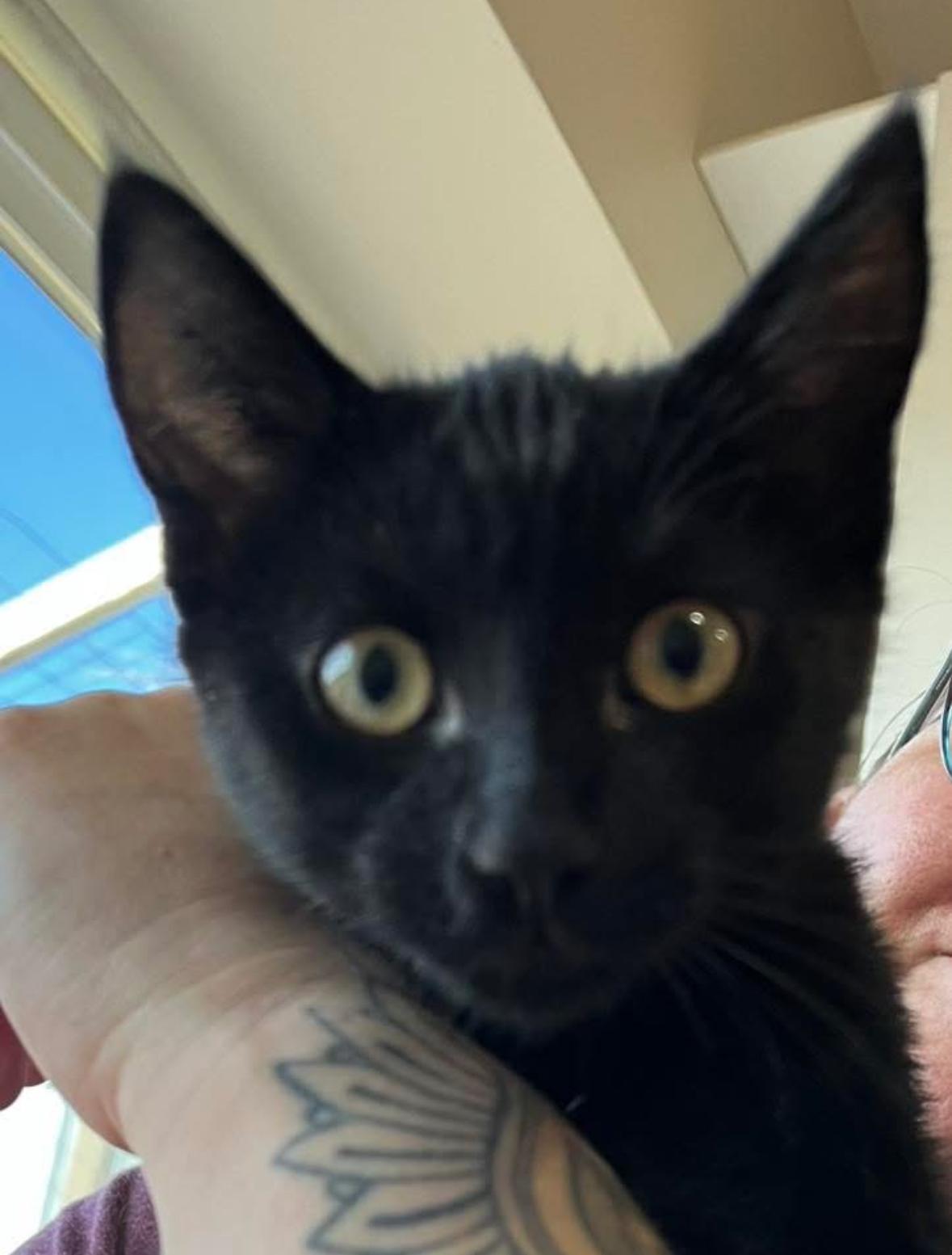 Willa, Adoptable, Kitten Female Domestic Short Hair.