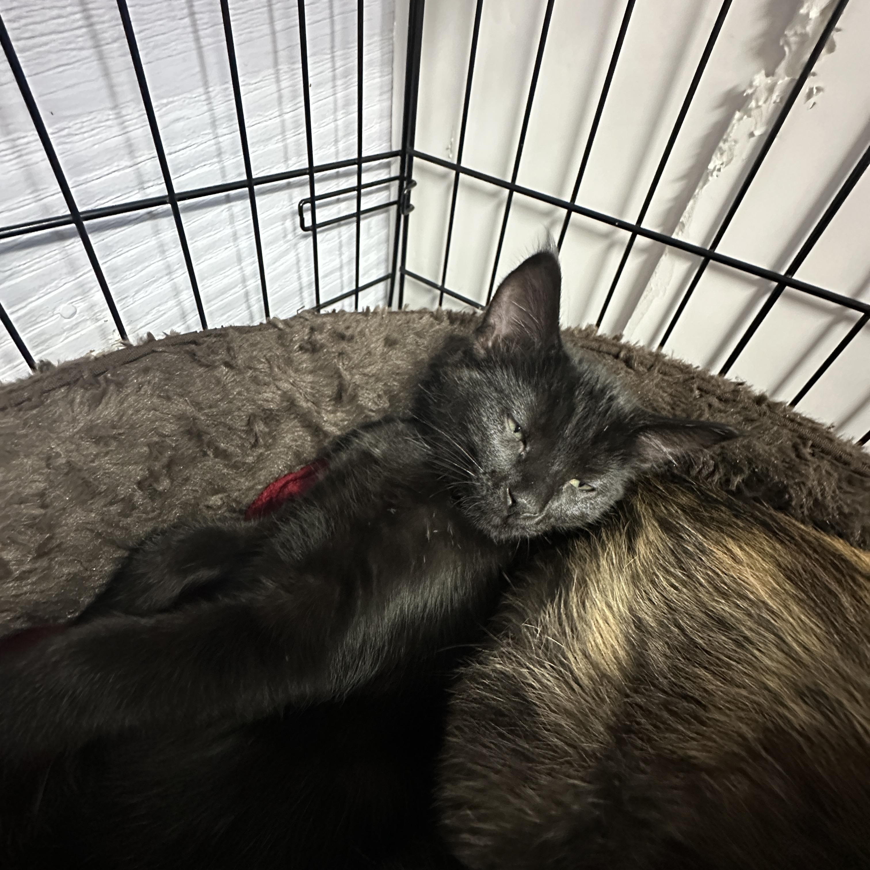 Willa, a Adoptable Domestic Short Hair in Courtenay, BC image 5/6