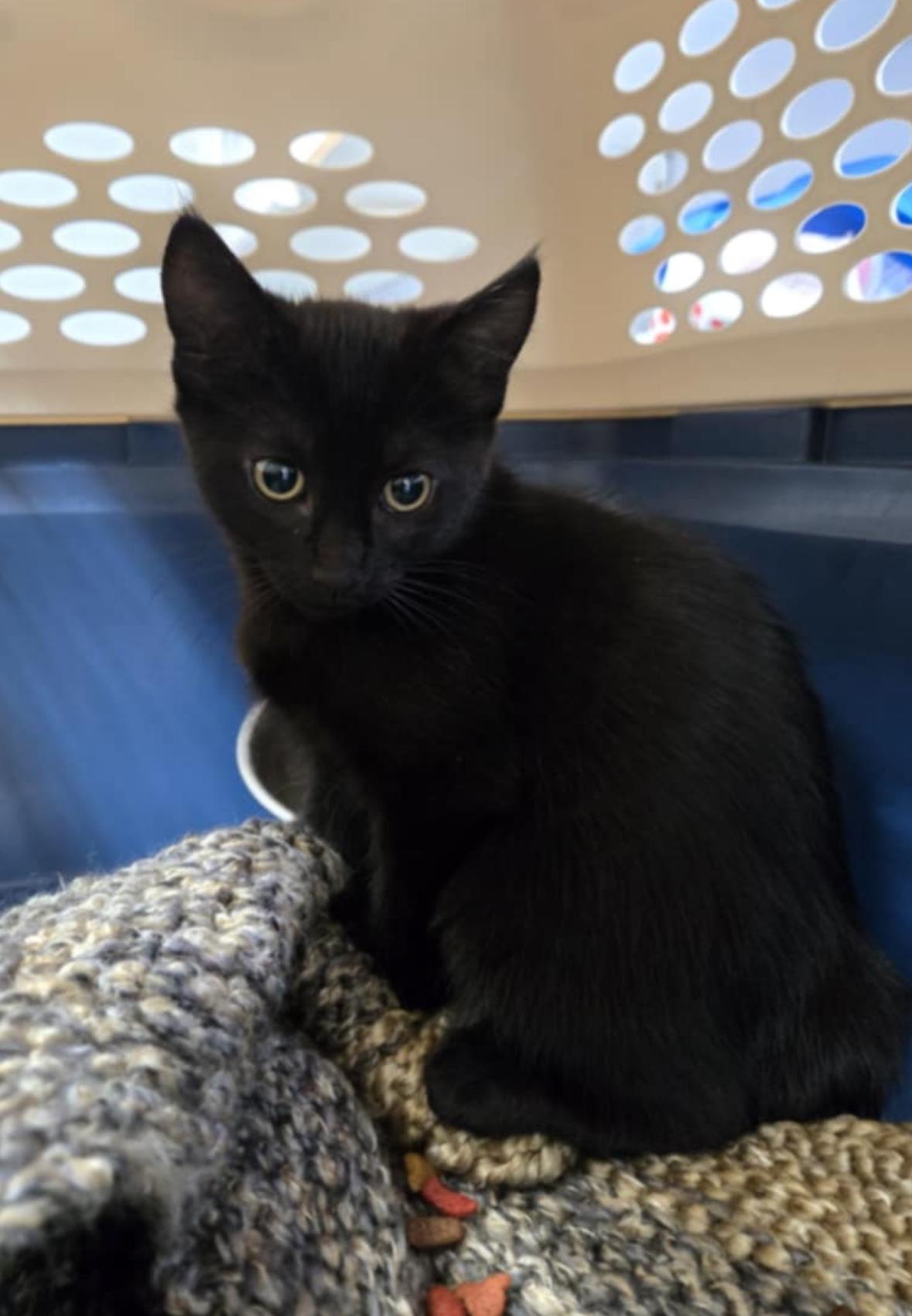 Willa, a Adoptable Domestic Short Hair in Courtenay, BC image 2/6