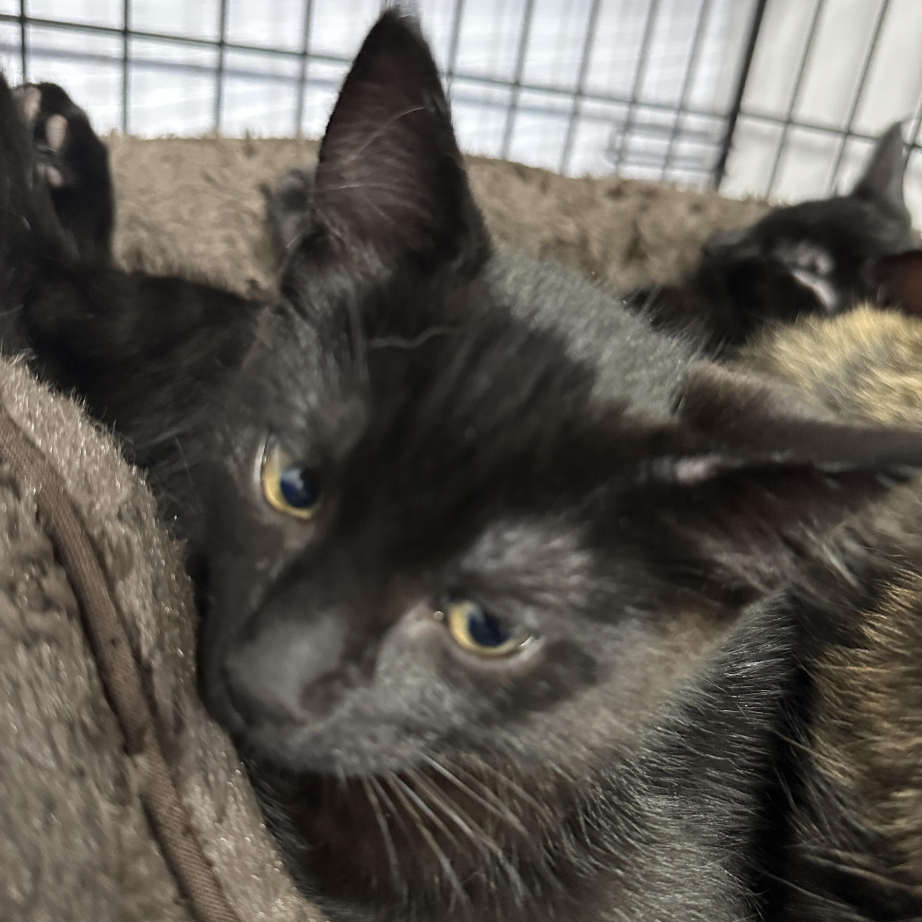 Willa, a Adoptable Domestic Short Hair in Courtenay, BC image 6/6