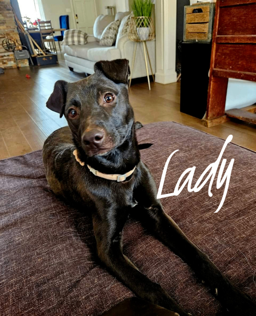 Lady, Adopted, Young Female Black Labrador Retriever & Chihuahua.