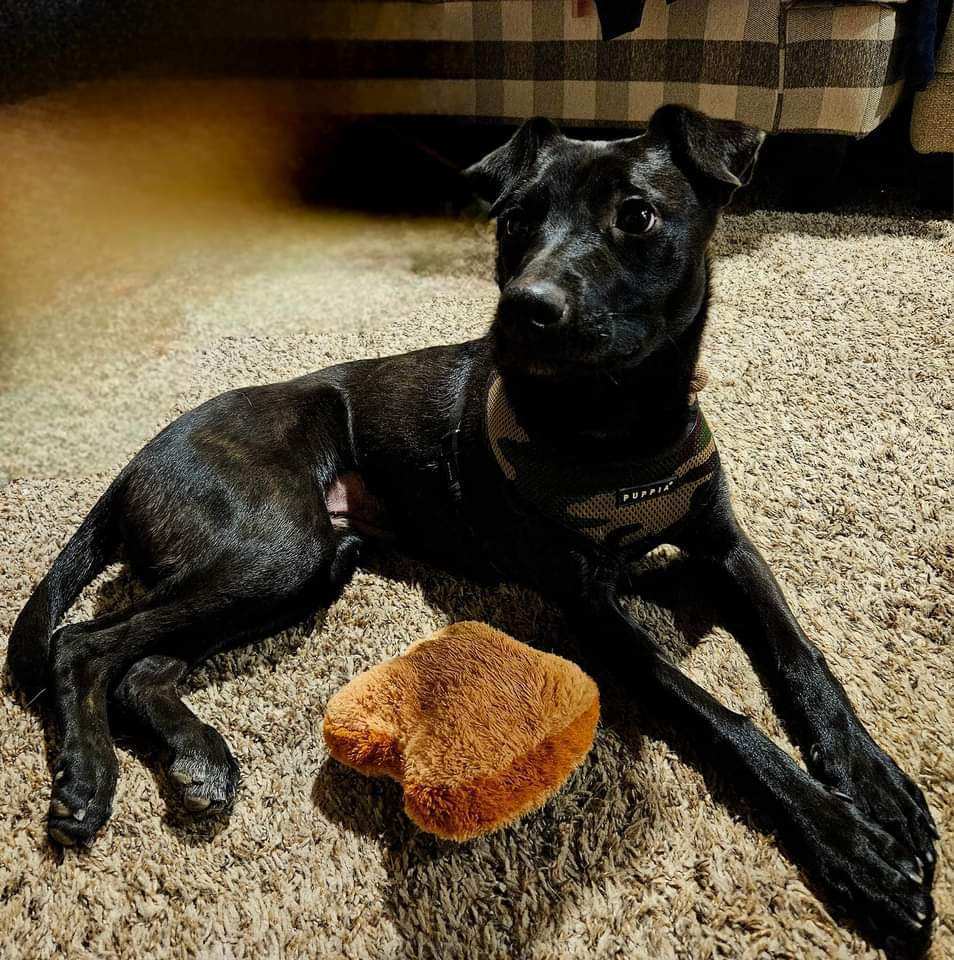 Lady, a Adopted mixed breed in Levelland, TX image 3/3