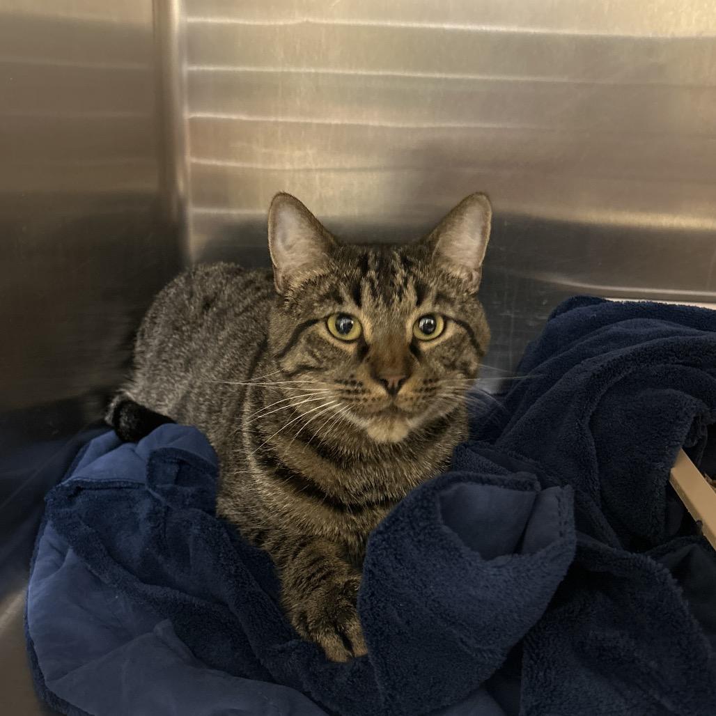 Milo, Adoptable, Adult Male Domestic Short Hair.
