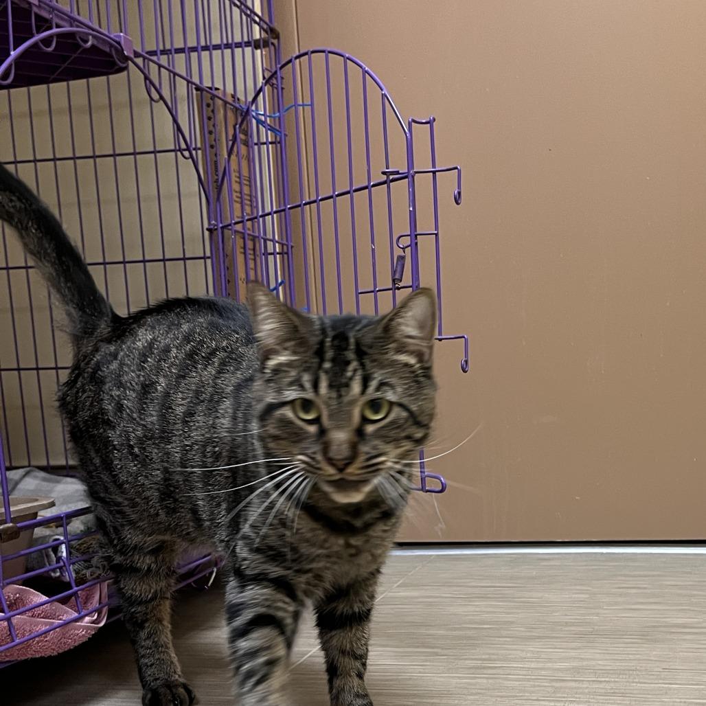 Enlarge Milo, a Adoptable Domestic Short Hair in Bedford, NH image 2/3