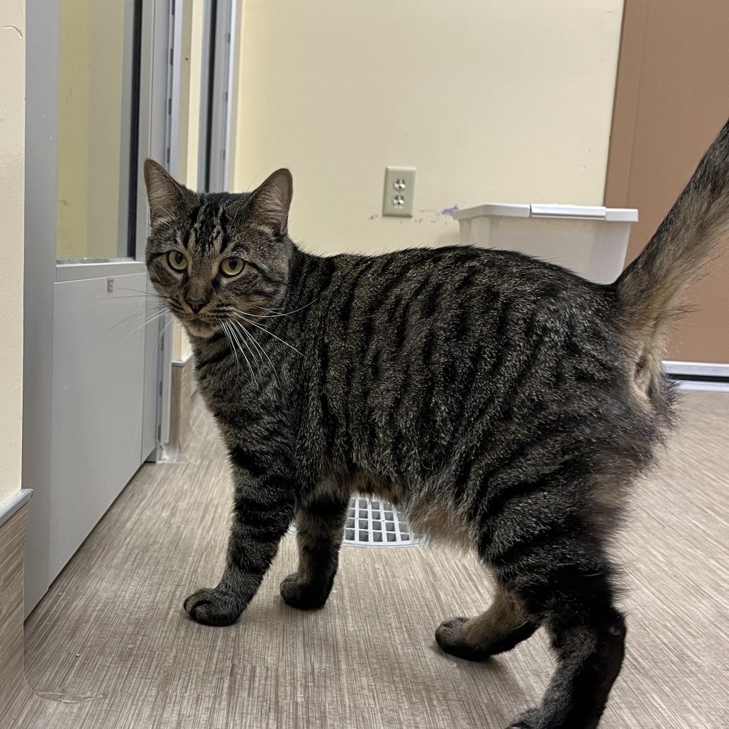 Enlarge Milo, a Adoptable Domestic Short Hair in Bedford, NH image 3/3