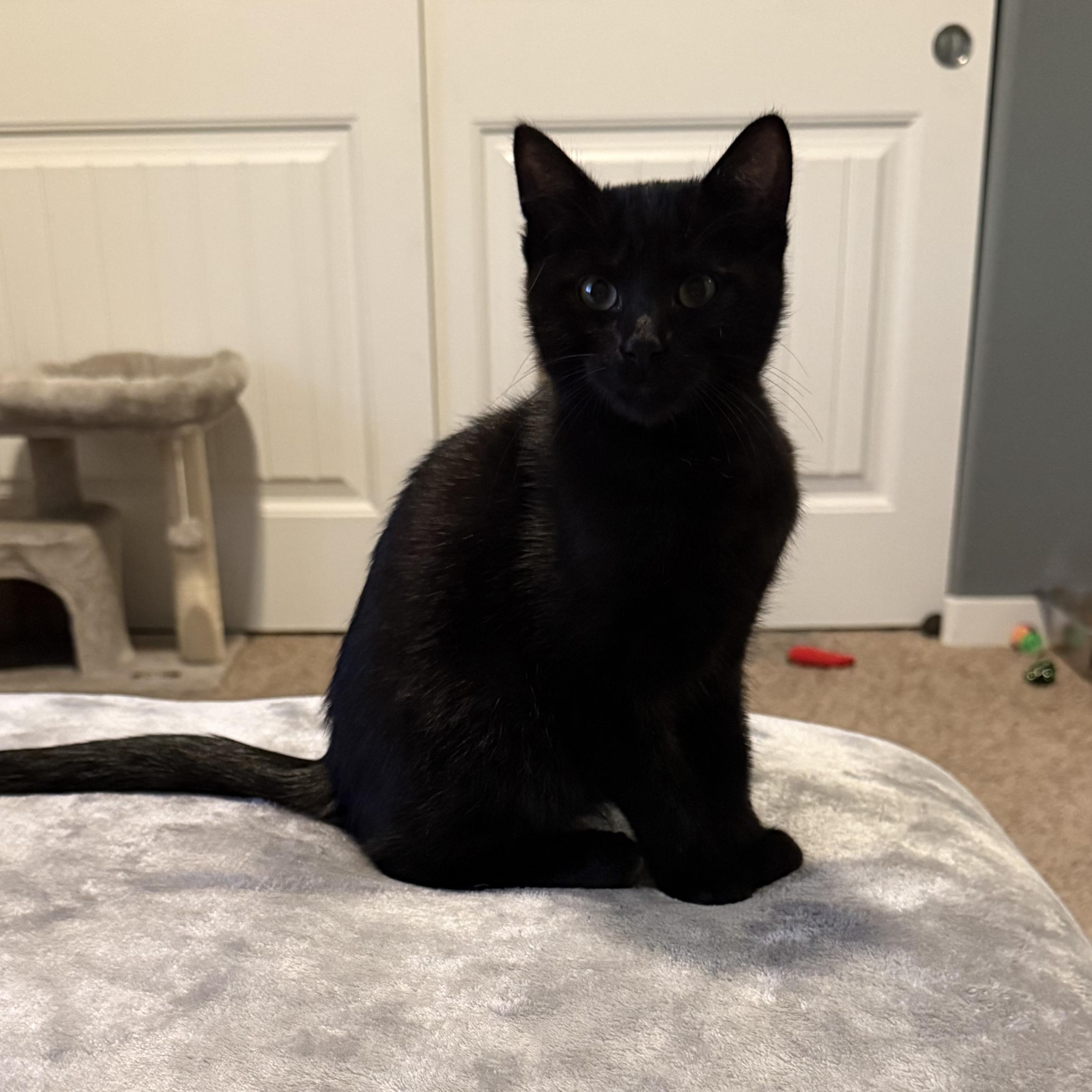 Storm, ADOPTABLE, Kitten Male Domestic Short Hair.