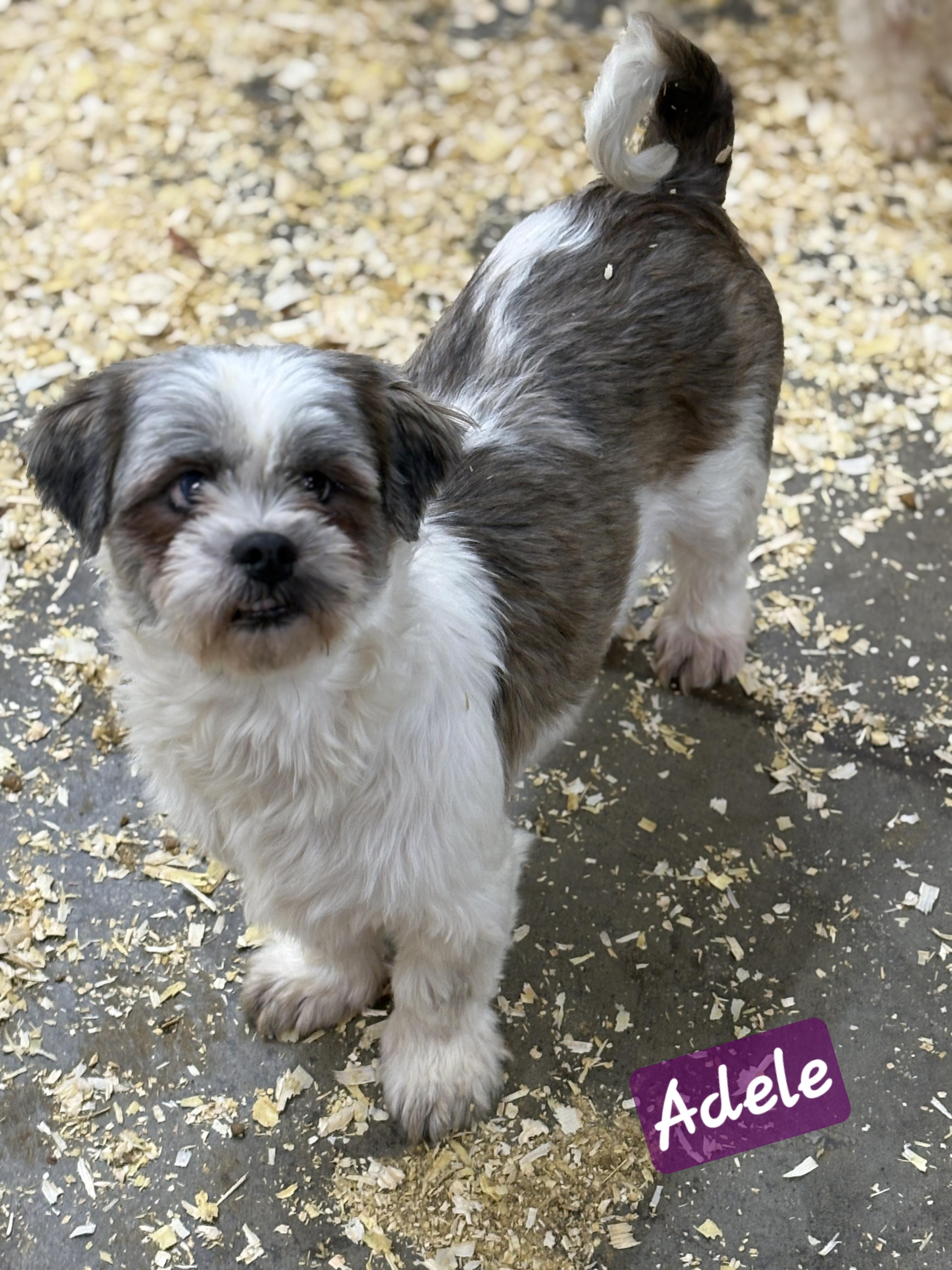 Enlarge Adele, an adopted Shih Tzu in Wheelersburg, OH image 1/2