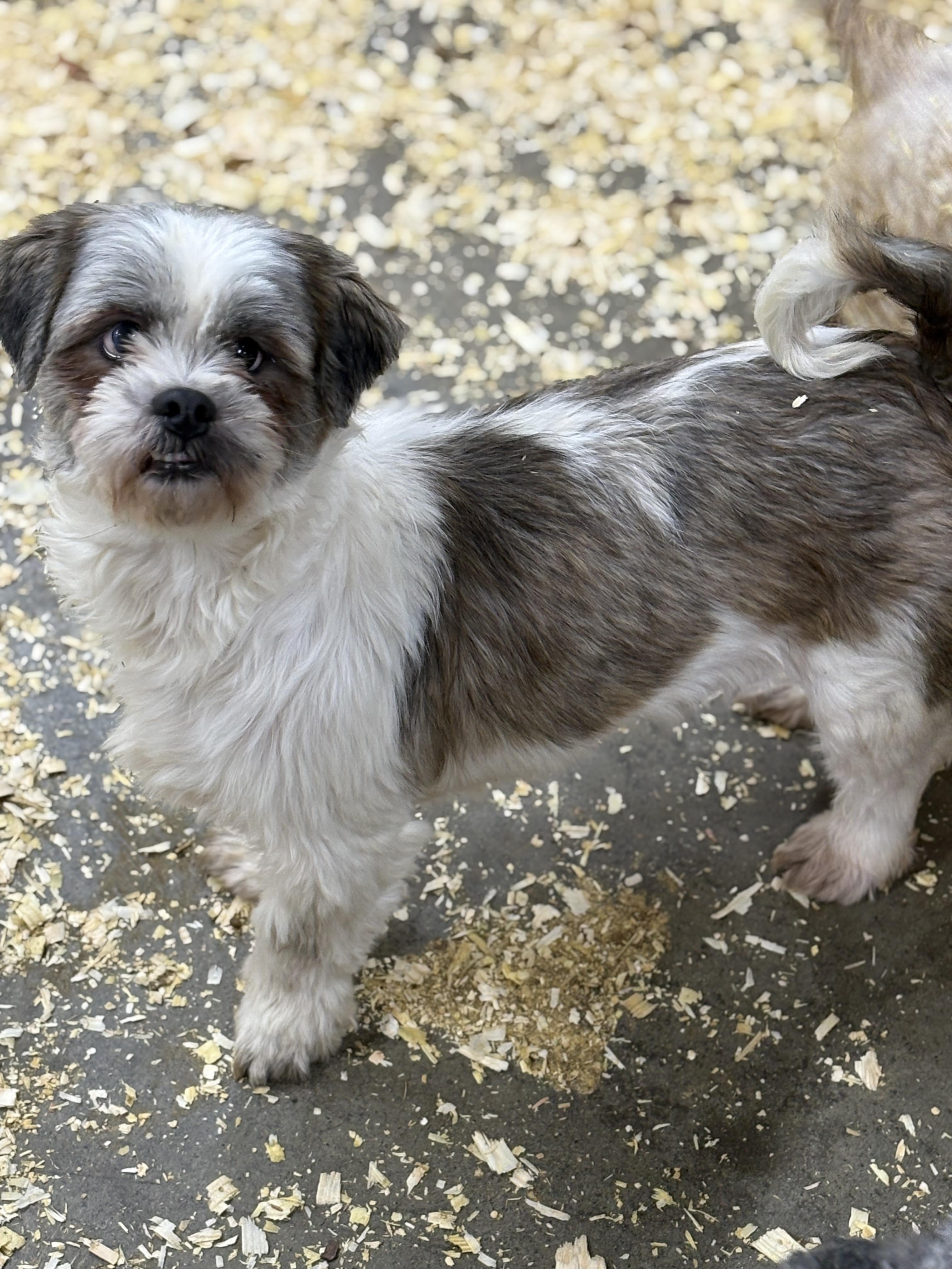 Enlarge Adele, an adopted Shih Tzu in Wheelersburg, OH image 2/2