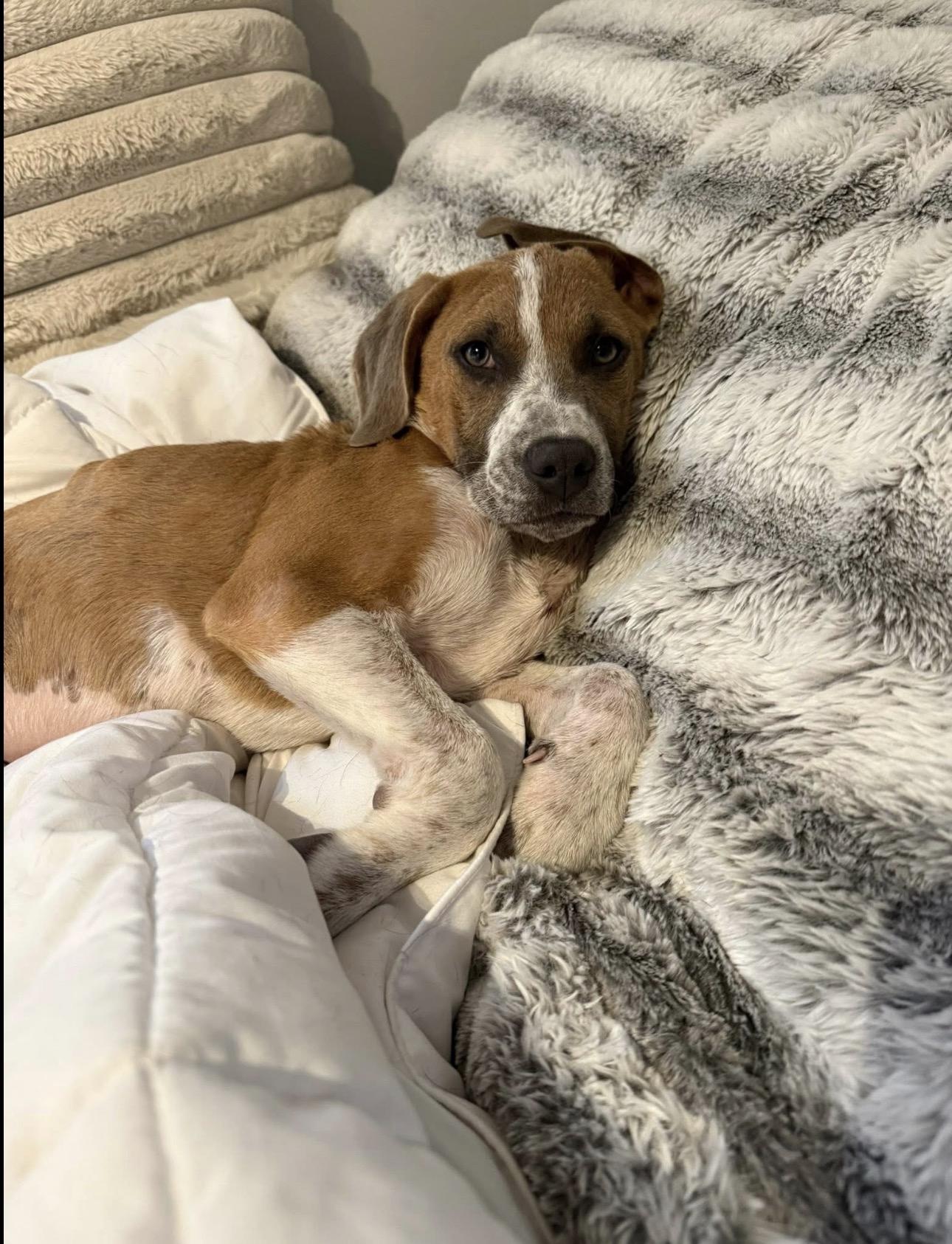 Enlarge Gus, a ADOPTABLE mixed breed in Kutztown, PA image 2/2