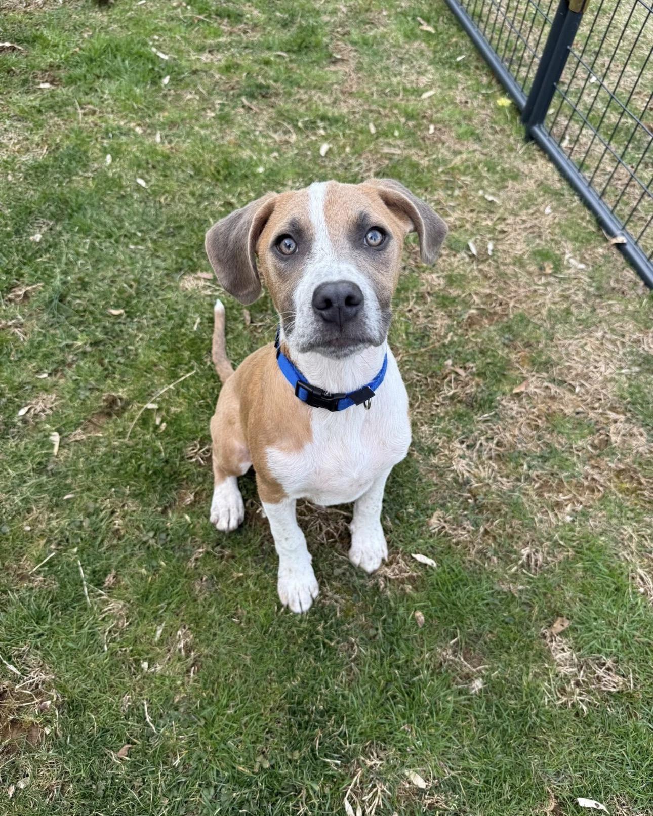 Gus, ADOPTABLE, Puppy Male Pit Bull Terrier.