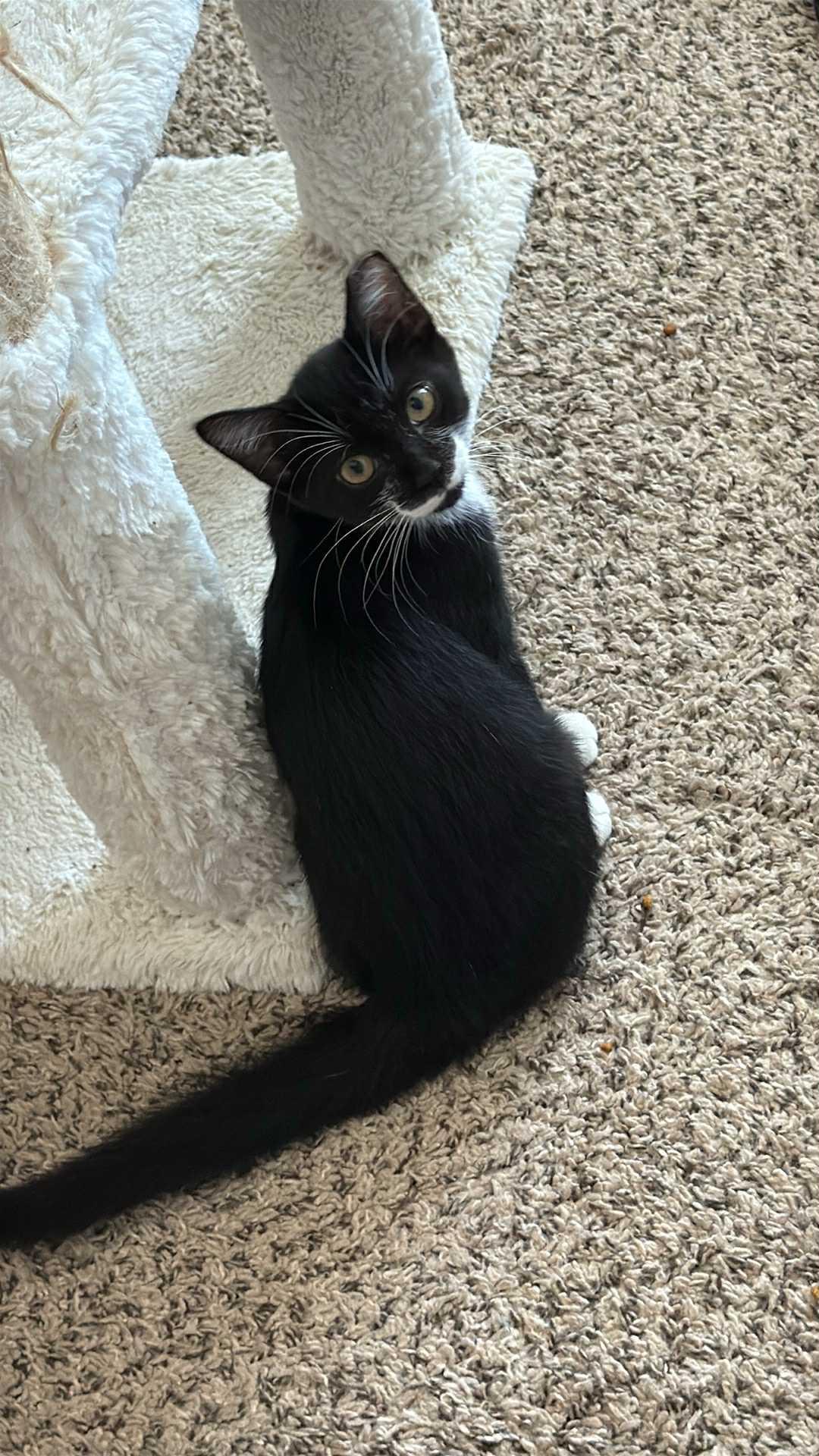 Enlarge Chino, a Adoptable Domestic Short Hair in Charlotte, NC image 1/1