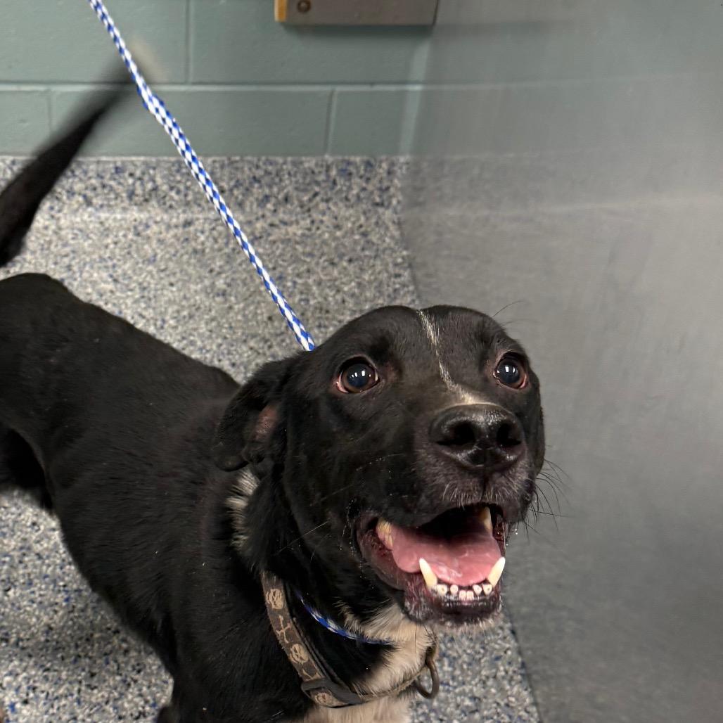 Enlarge Carley, a Adoptable mixed breed in Greenville, SC image 1/1