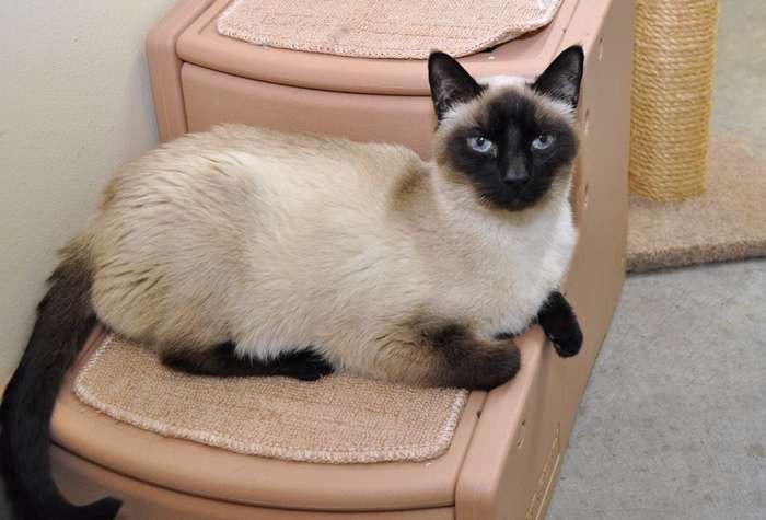 Bertram, Adoptable, Senior Male Domestic Short Hair.