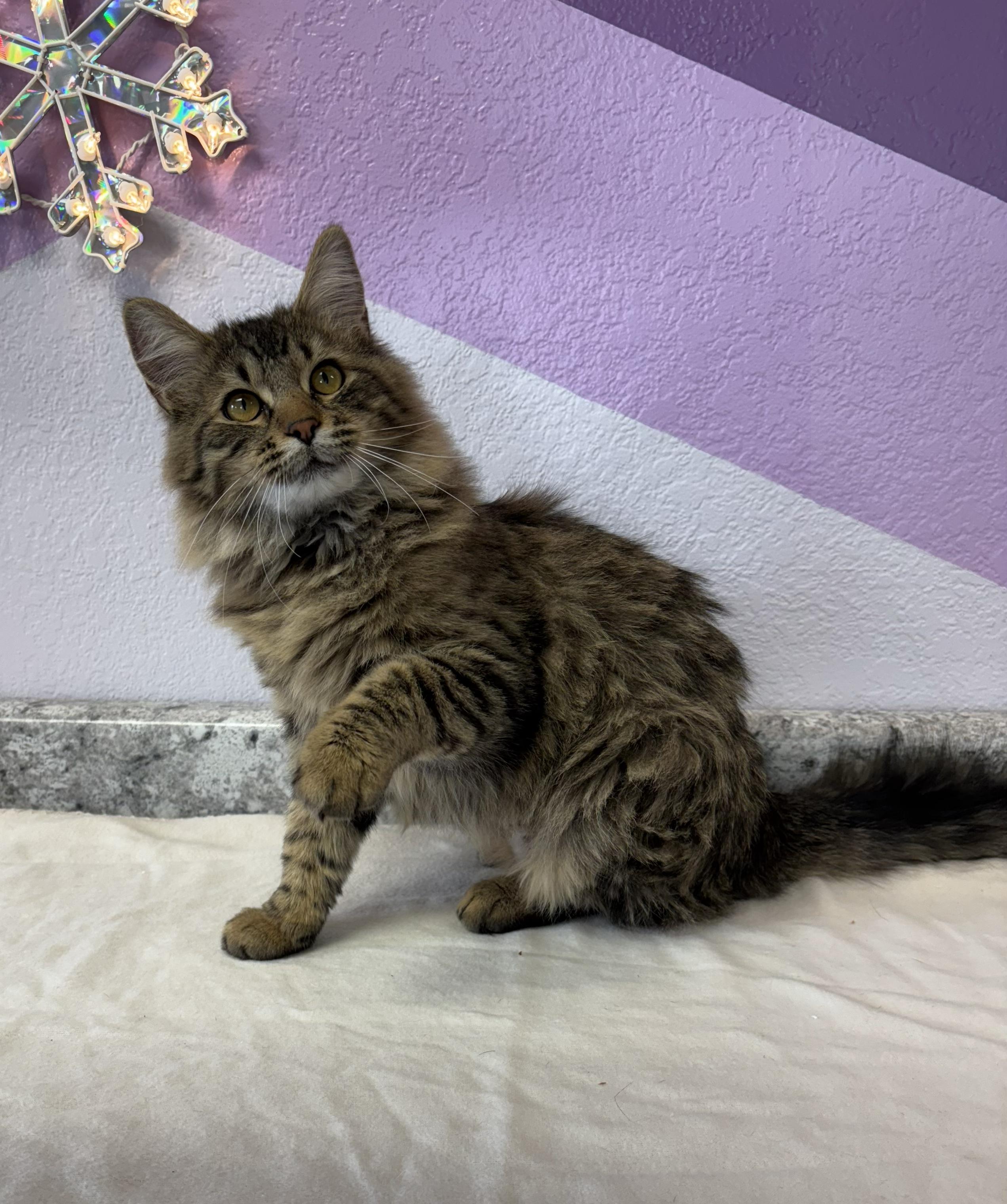 Camper, an adoptable Domestic Long Hair in Torrington, WY image 1/3