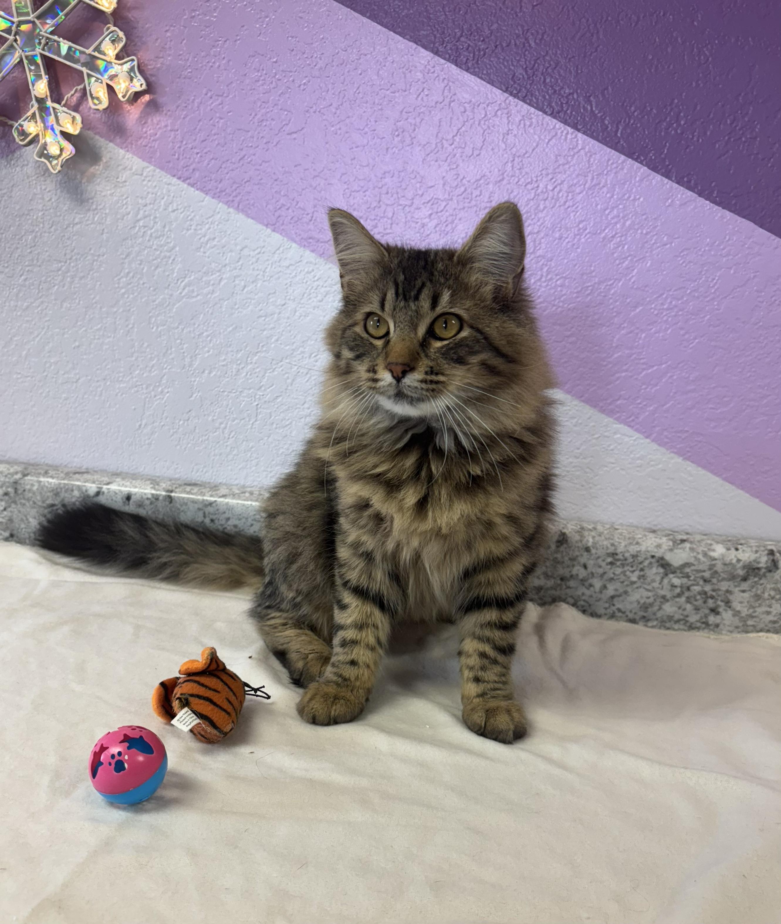 Camper, an adoptable Domestic Long Hair in Torrington, WY image 2/3
