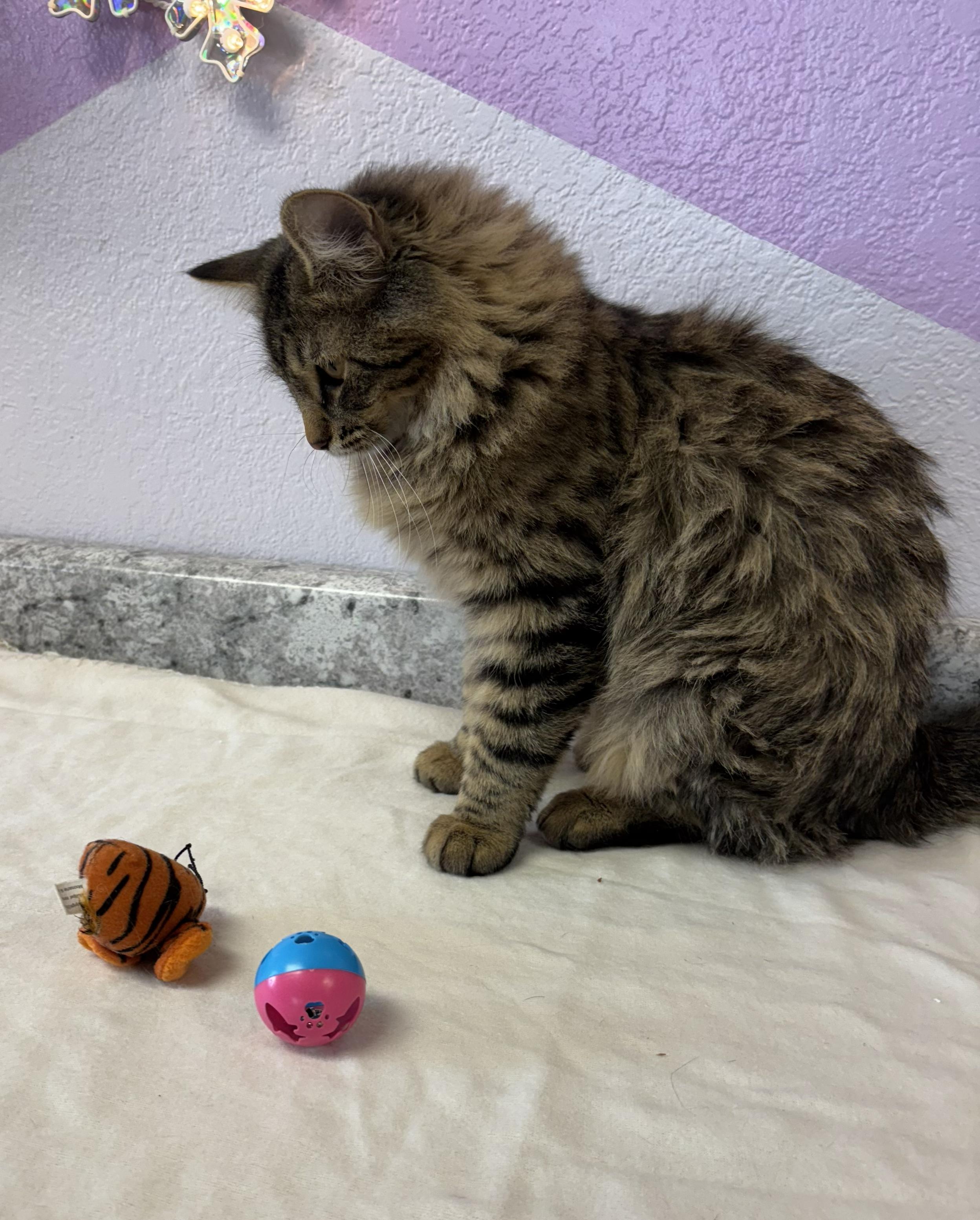 Camper, an adoptable Domestic Long Hair in Torrington, WY image 3/3