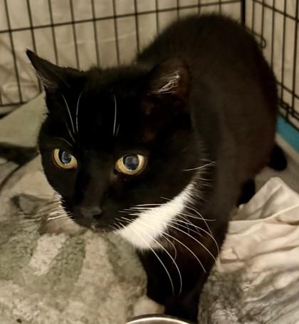 Mittens, a Adoptable mixed breed in Savannah, GA image 1/3