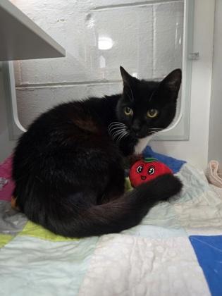 Mittens, a Adoptable mixed breed in Savannah, GA image 2/3