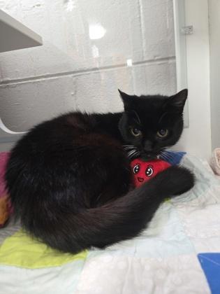Mittens, a Adoptable mixed breed in Savannah, GA image 3/3