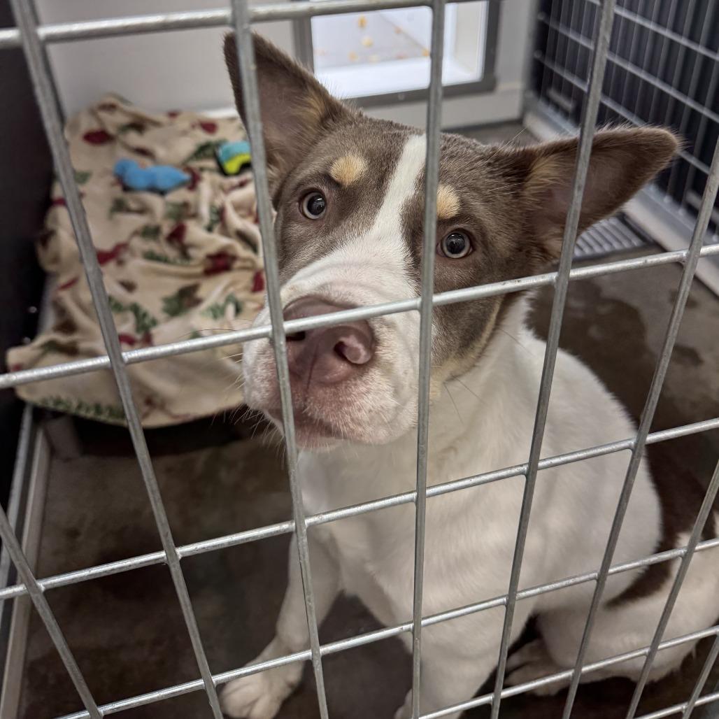 Luna, Adoptable, Young Female Husky & Mixed Breed.