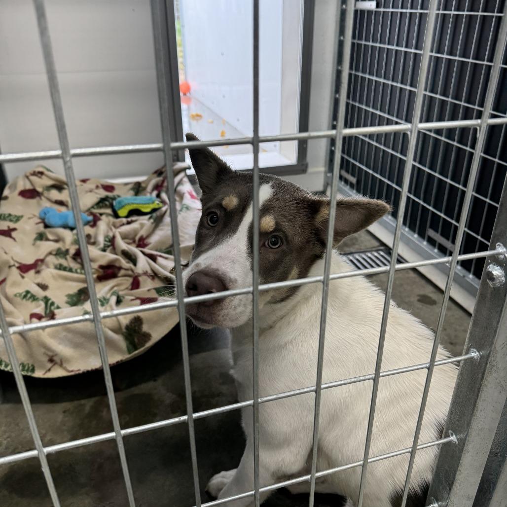 Enlarge Luna, a Adoptable mixed breed in Wadena, MN image 2/2