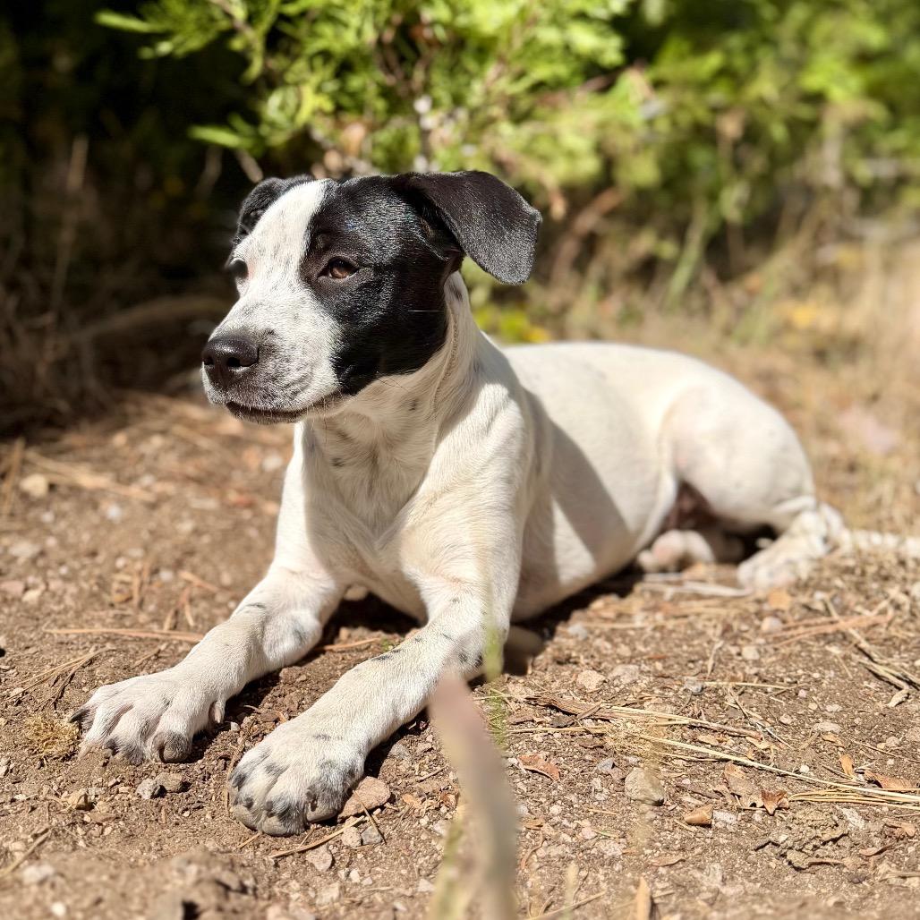 Ziggy, Adoptable, Young Female Mixed Breed.