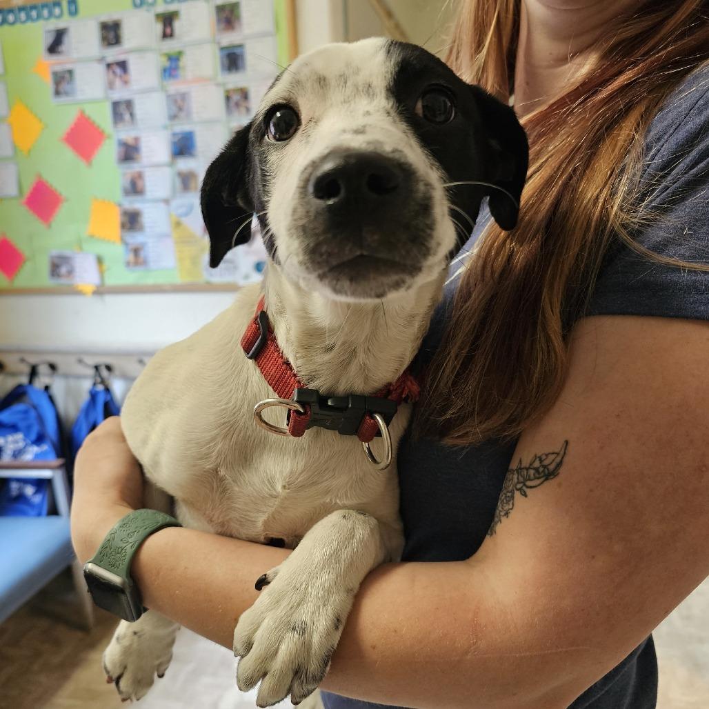 Ziggy, Adoptable, Puppy Female Mixed Breed.