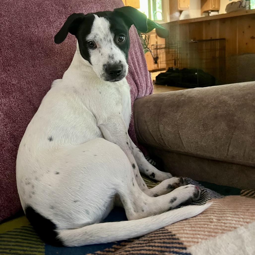 Enlarge Ziggy, a Adoptable Mixed Breed in Mount Shasta, CA image 3/6