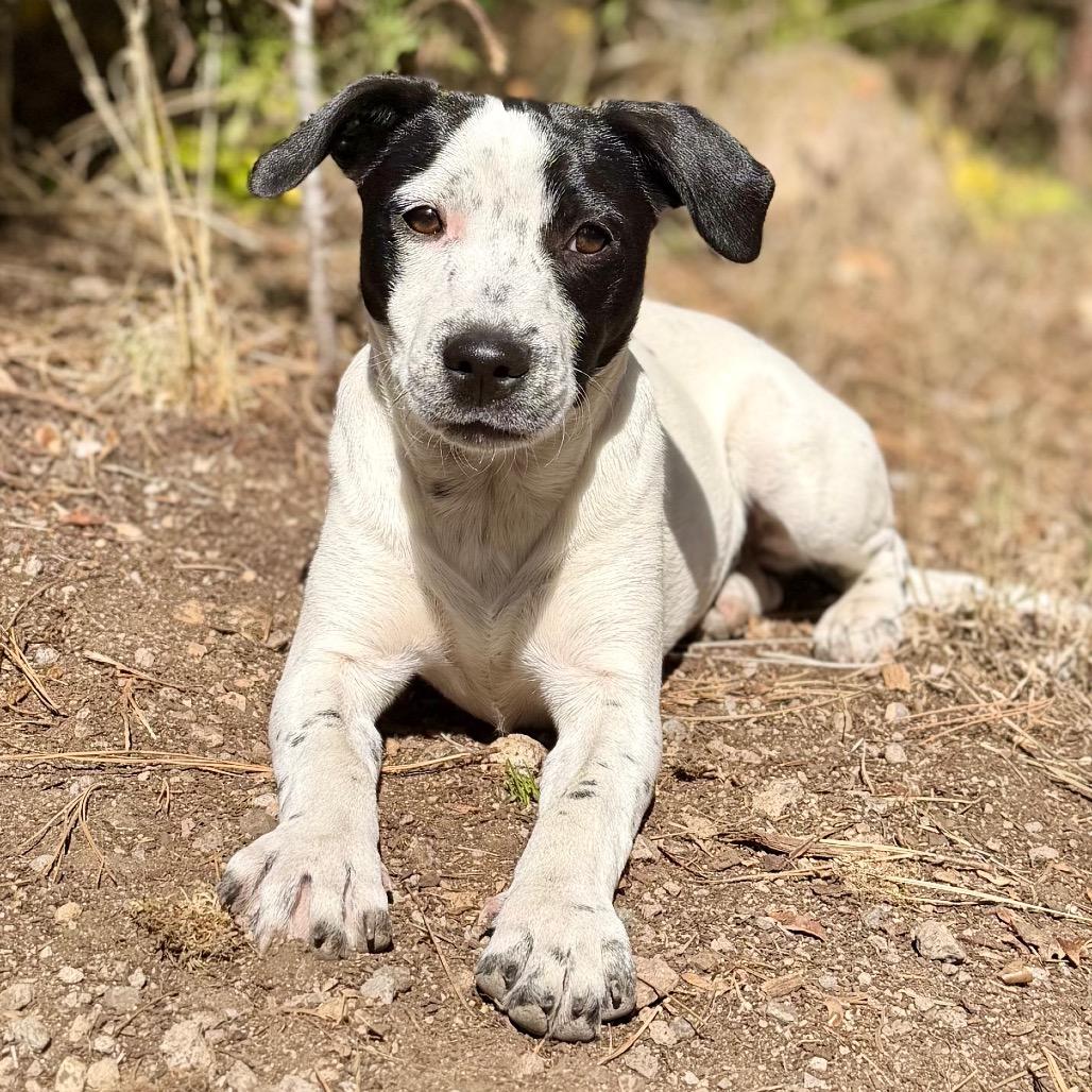 Enlarge Ziggy, a Adoptable Mixed Breed in Mount Shasta, CA image 4/6