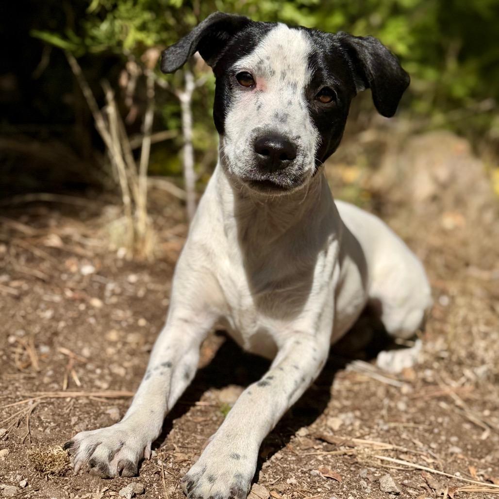 Enlarge Ziggy, a Adoptable Mixed Breed in Mount Shasta, CA image 5/6