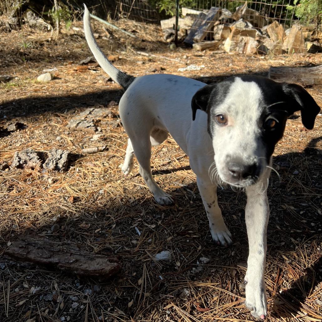 Enlarge Ziggy, a Adoptable Mixed Breed in Mount Shasta, CA image 6/6