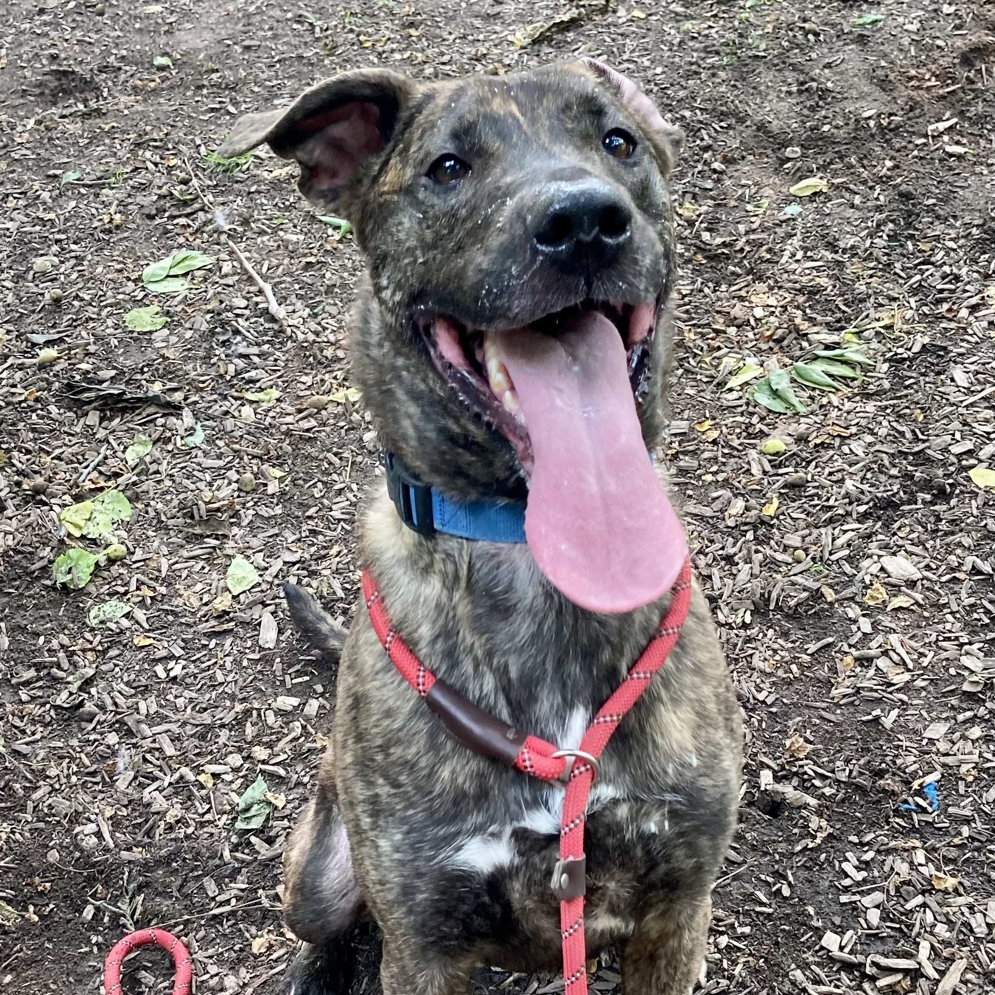 Enlarge Charlotte, a Adoptable Mountain Cur in Spencer, IN image 5/6