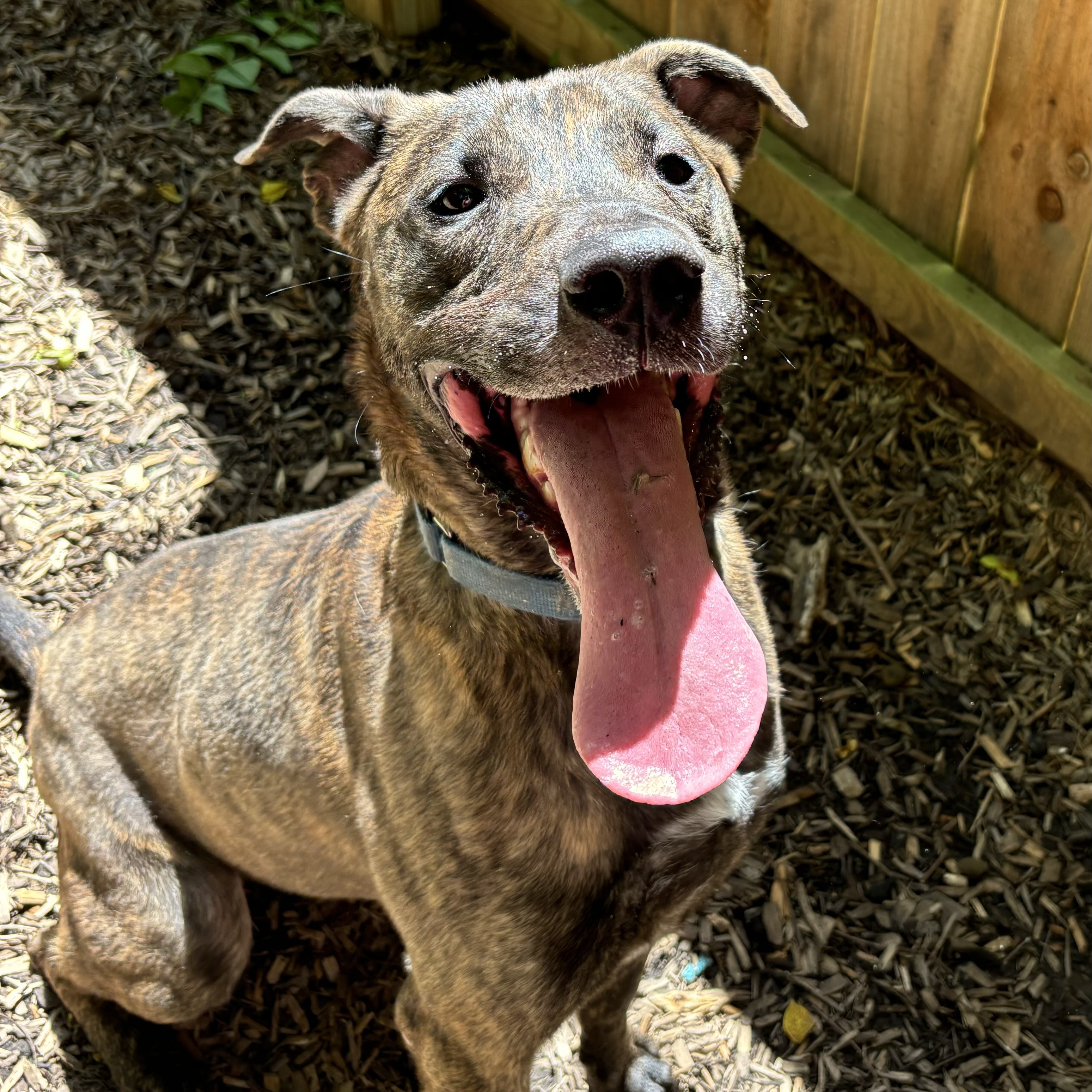 Enlarge Charlotte, a Adoptable Mountain Cur in Spencer, IN image 1/6